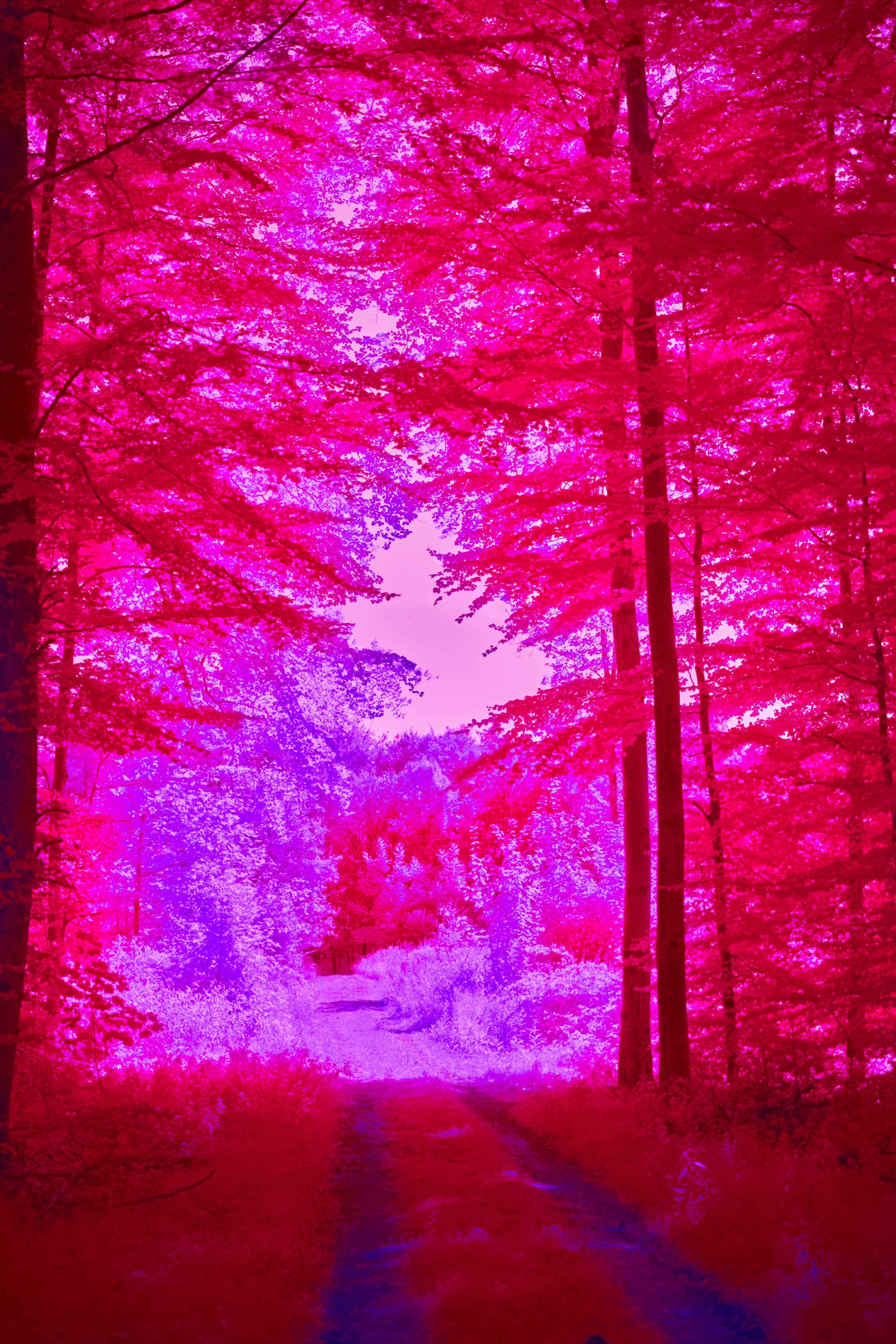 Photo by wolfgang_hasselmann