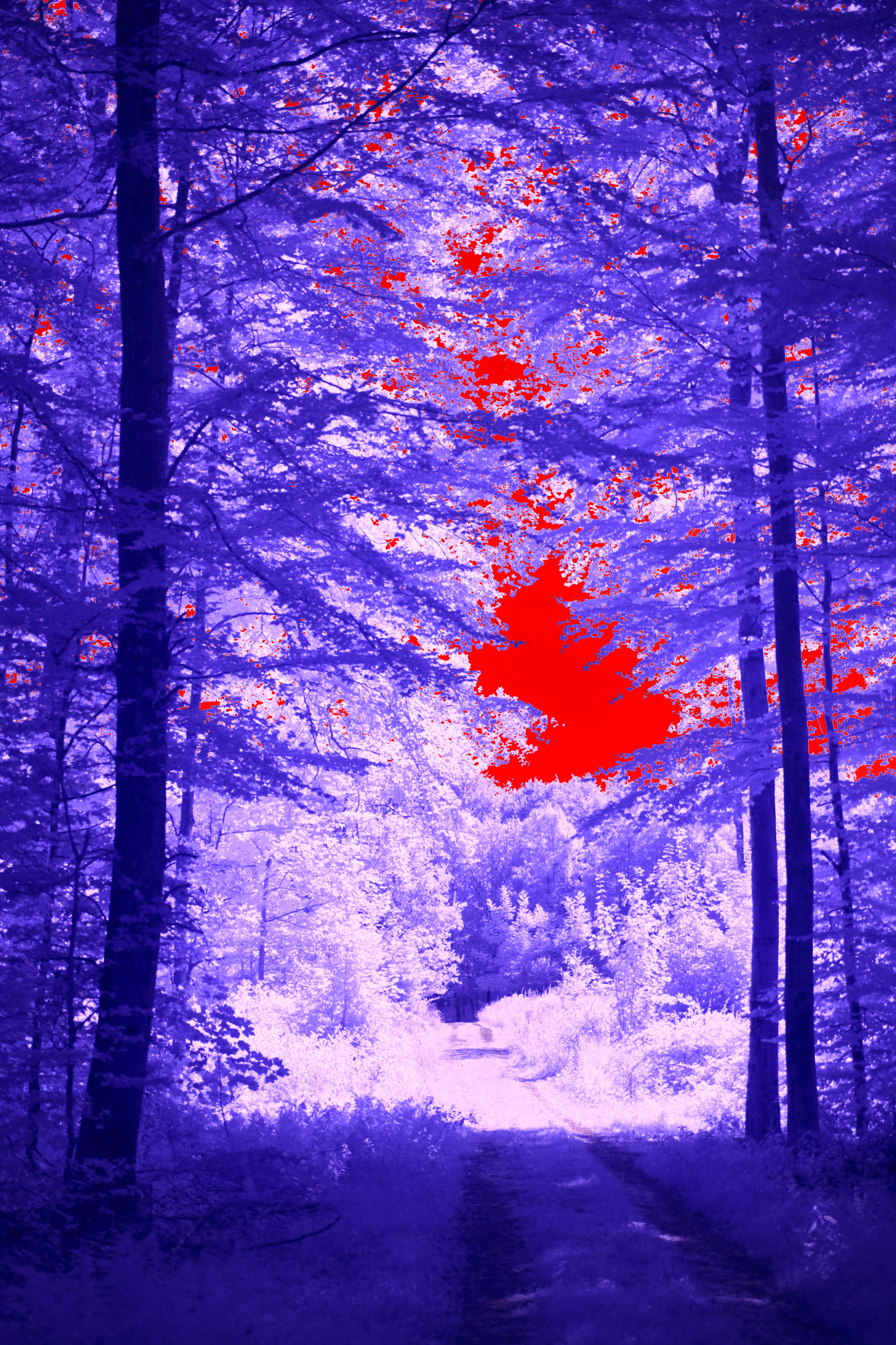 Photo by wolfgang_hasselmann