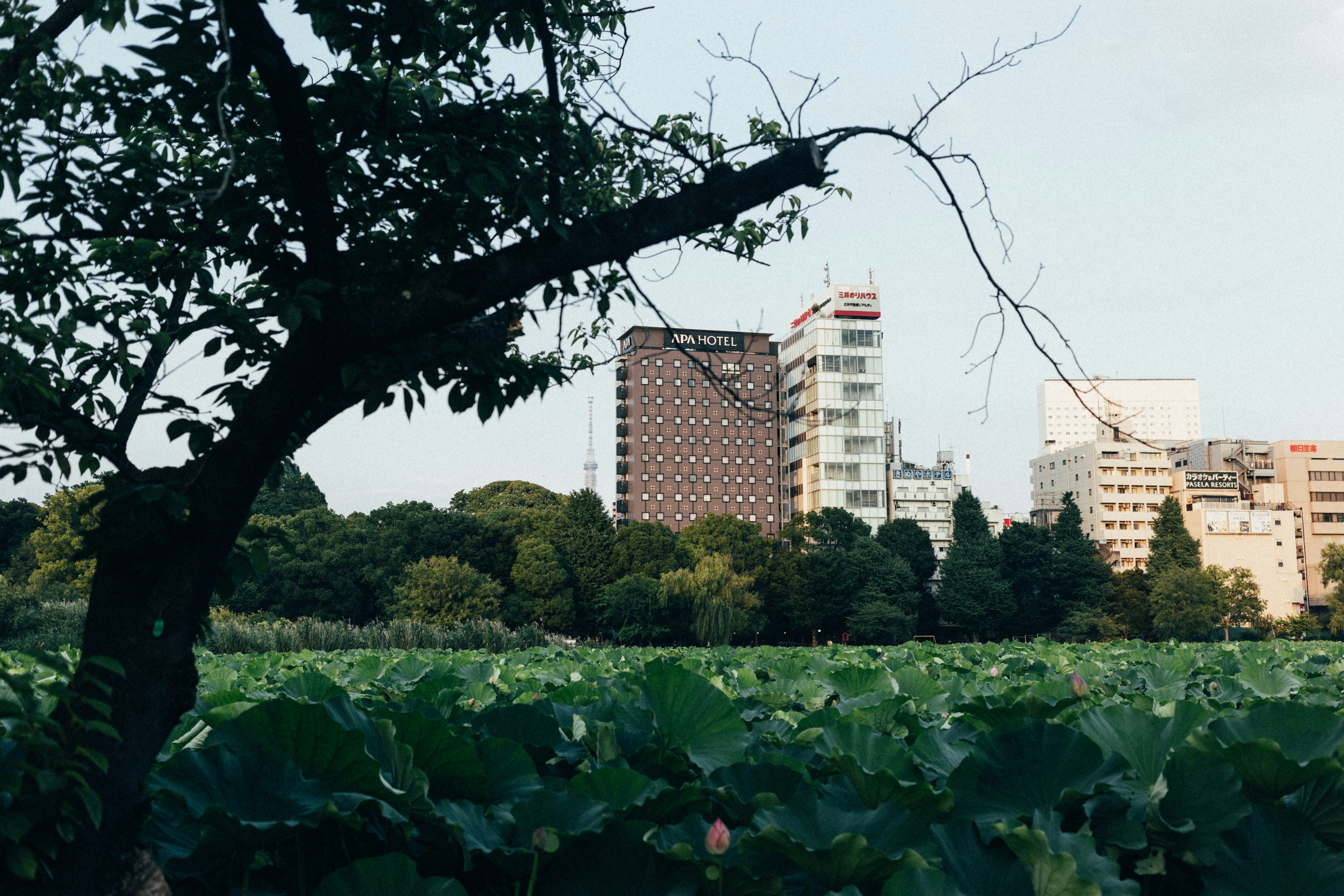 A view of a city from across a field