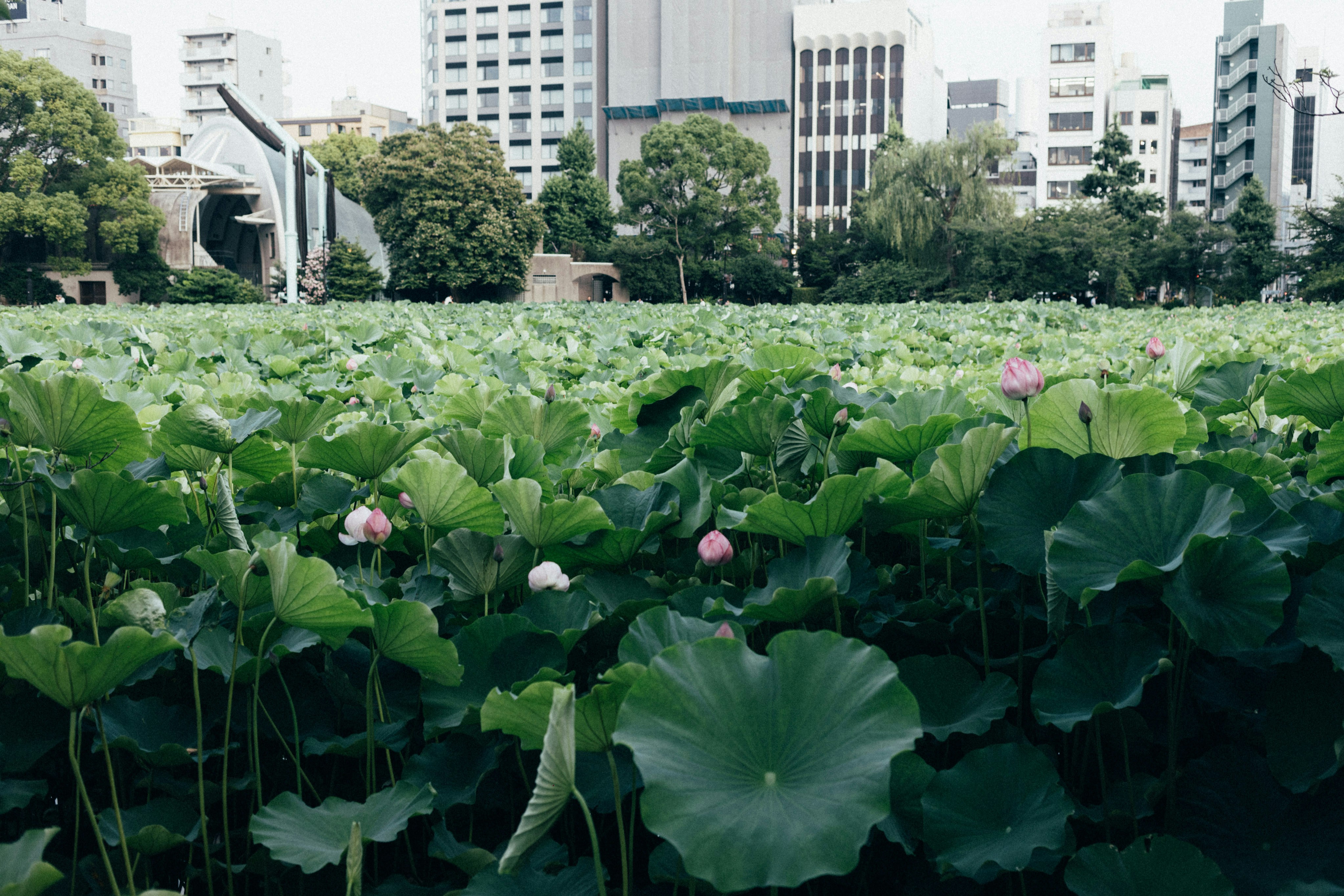 A field full of green plants with buildings in the background