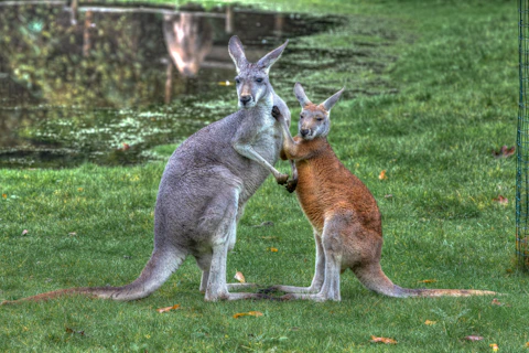 A couple of kangaroos that are standing in the grass