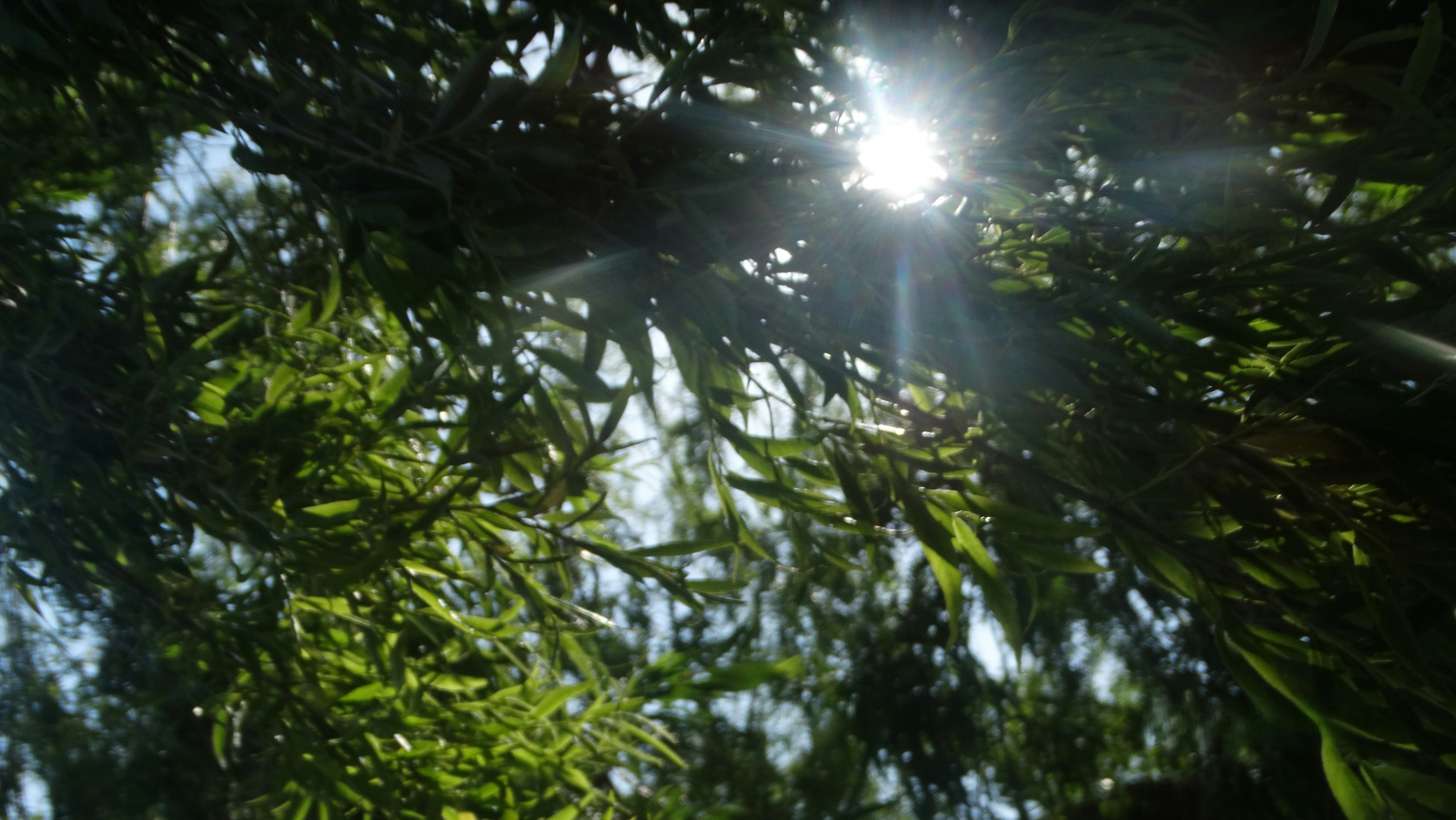 Do Trees Call the Wind?