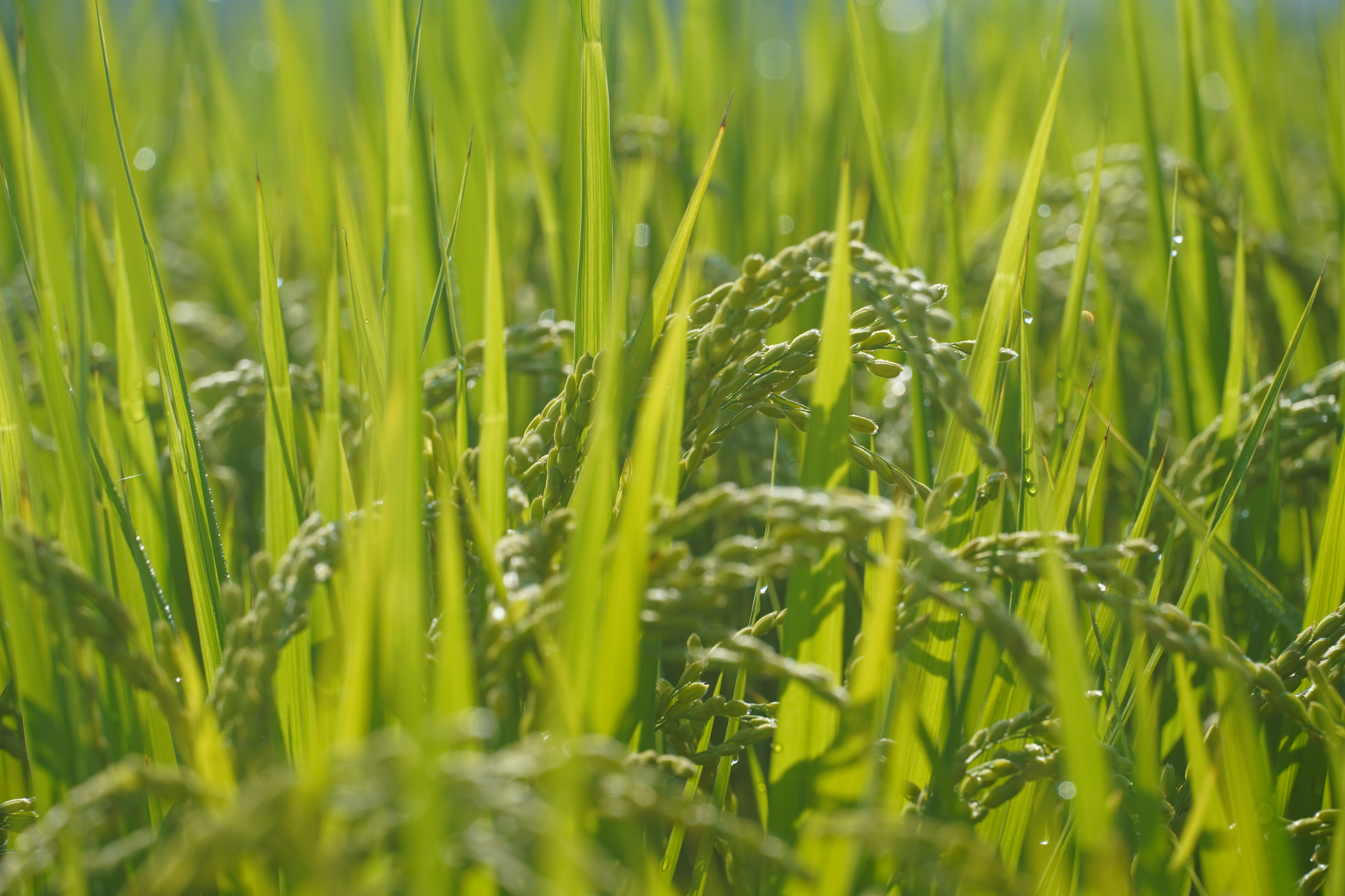 A close up of a field of green grass