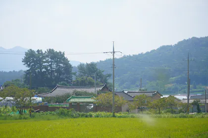 Field of green grass with houses beyond