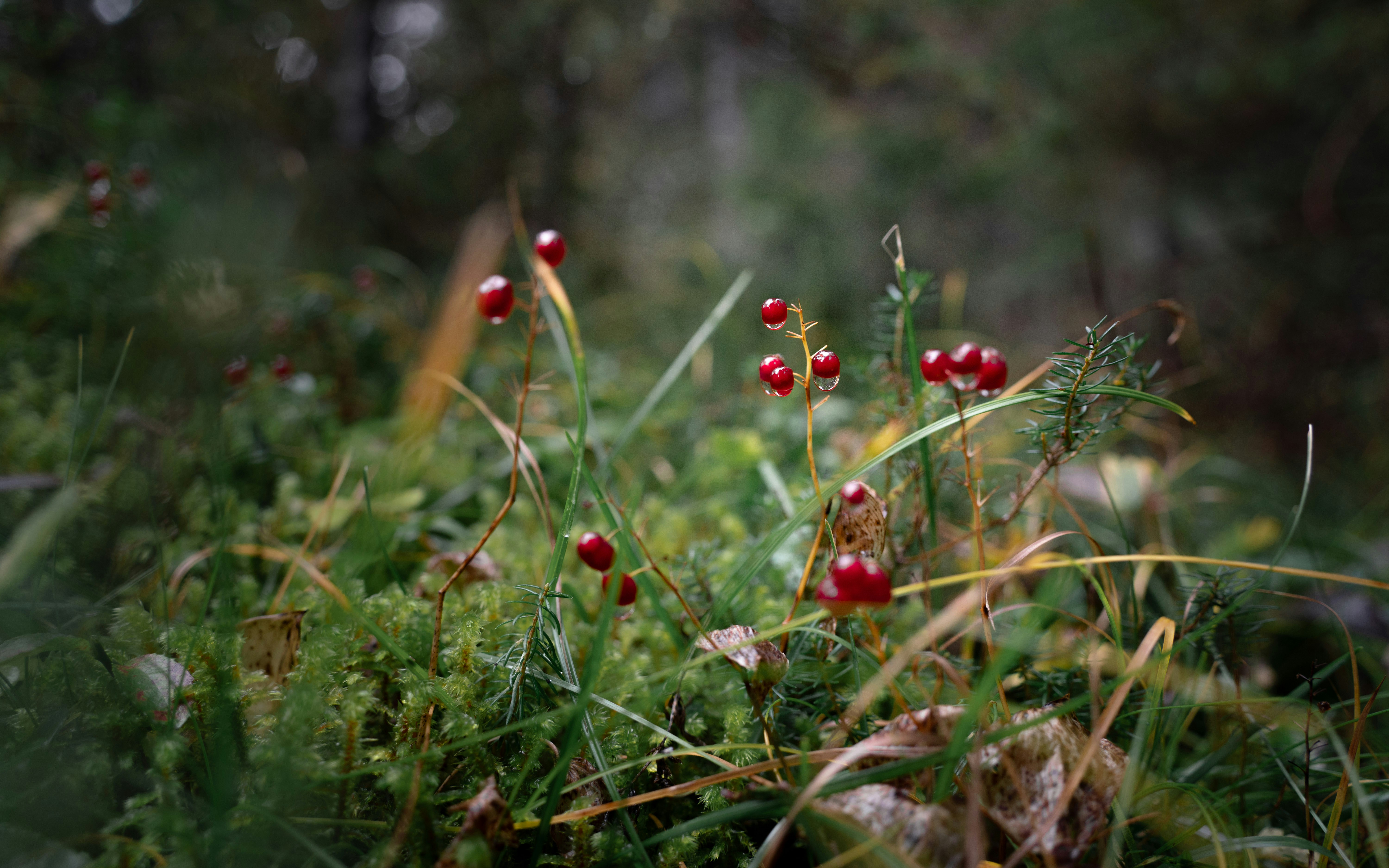 Photo by michaelfousert