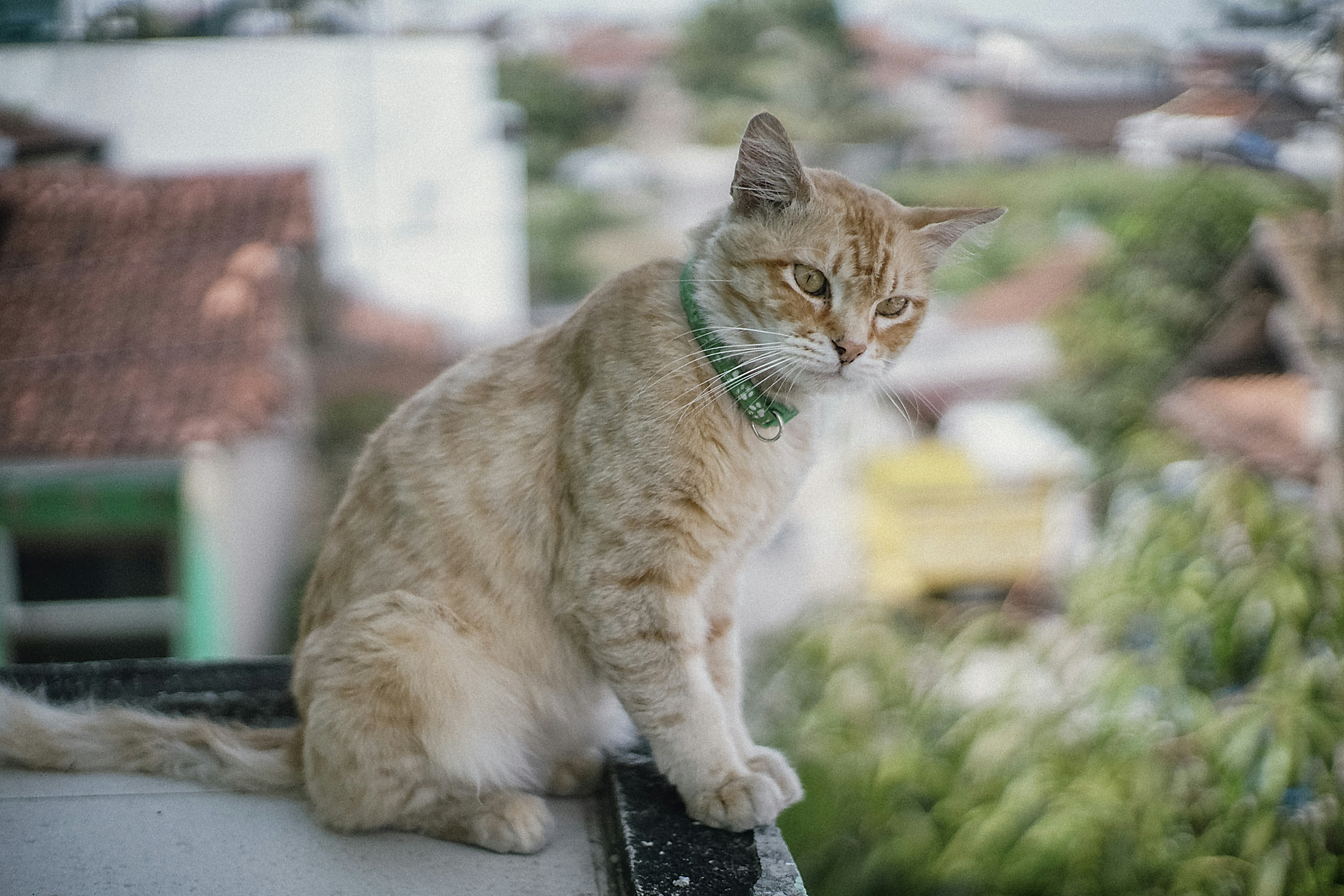 A cat sitting on top of a roof
