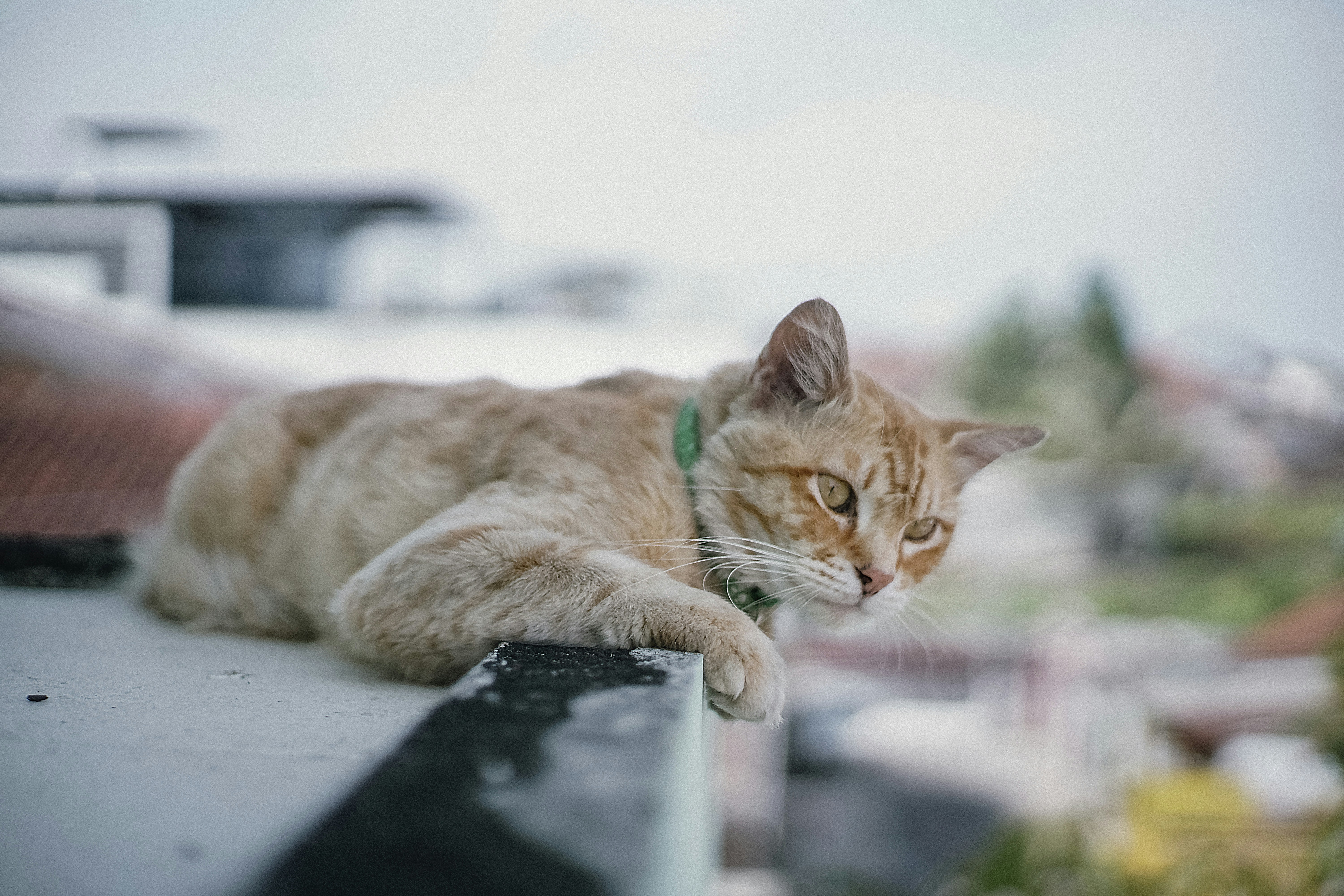 A cat that is laying down on a ledge