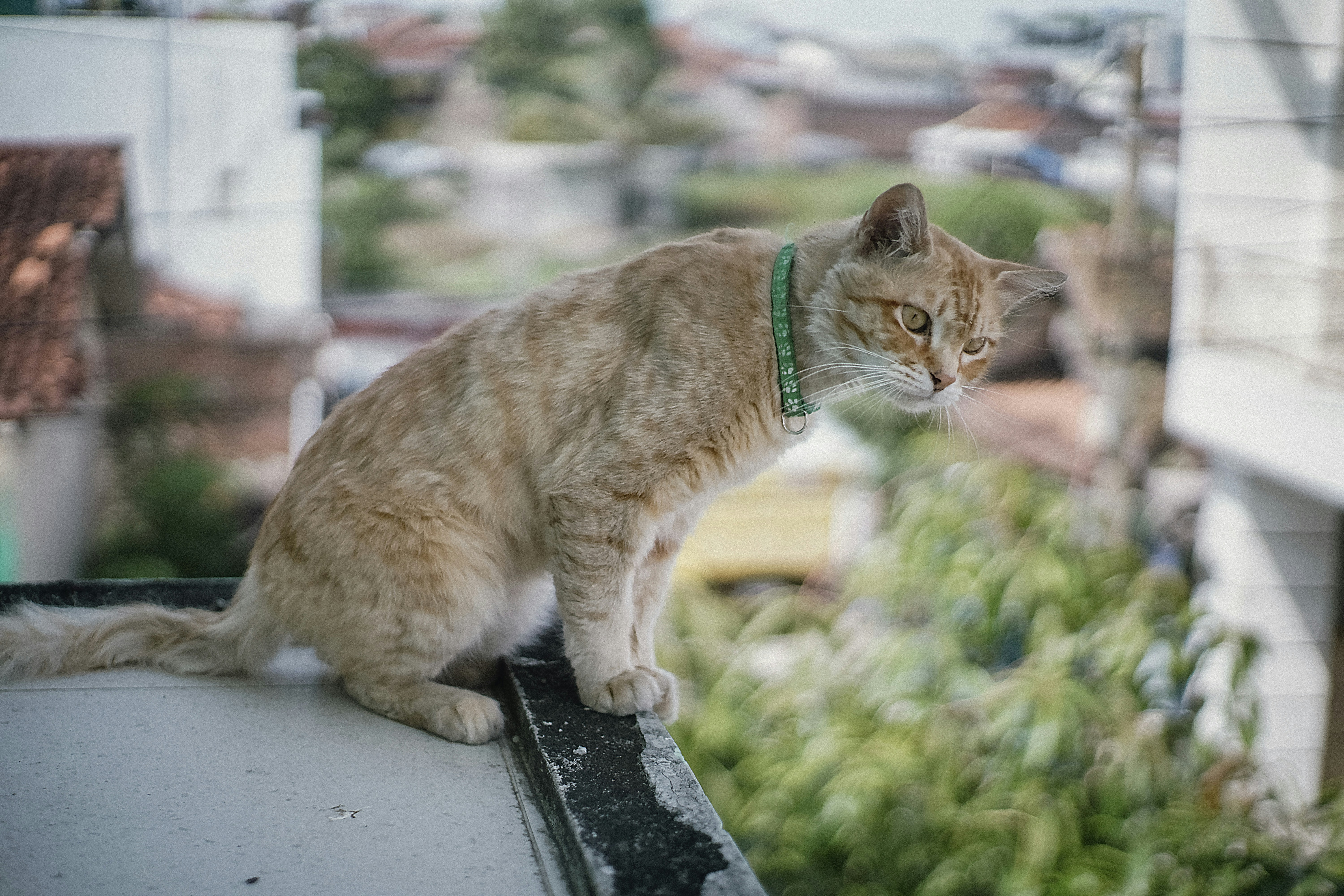 A cat sitting on the roof of a building