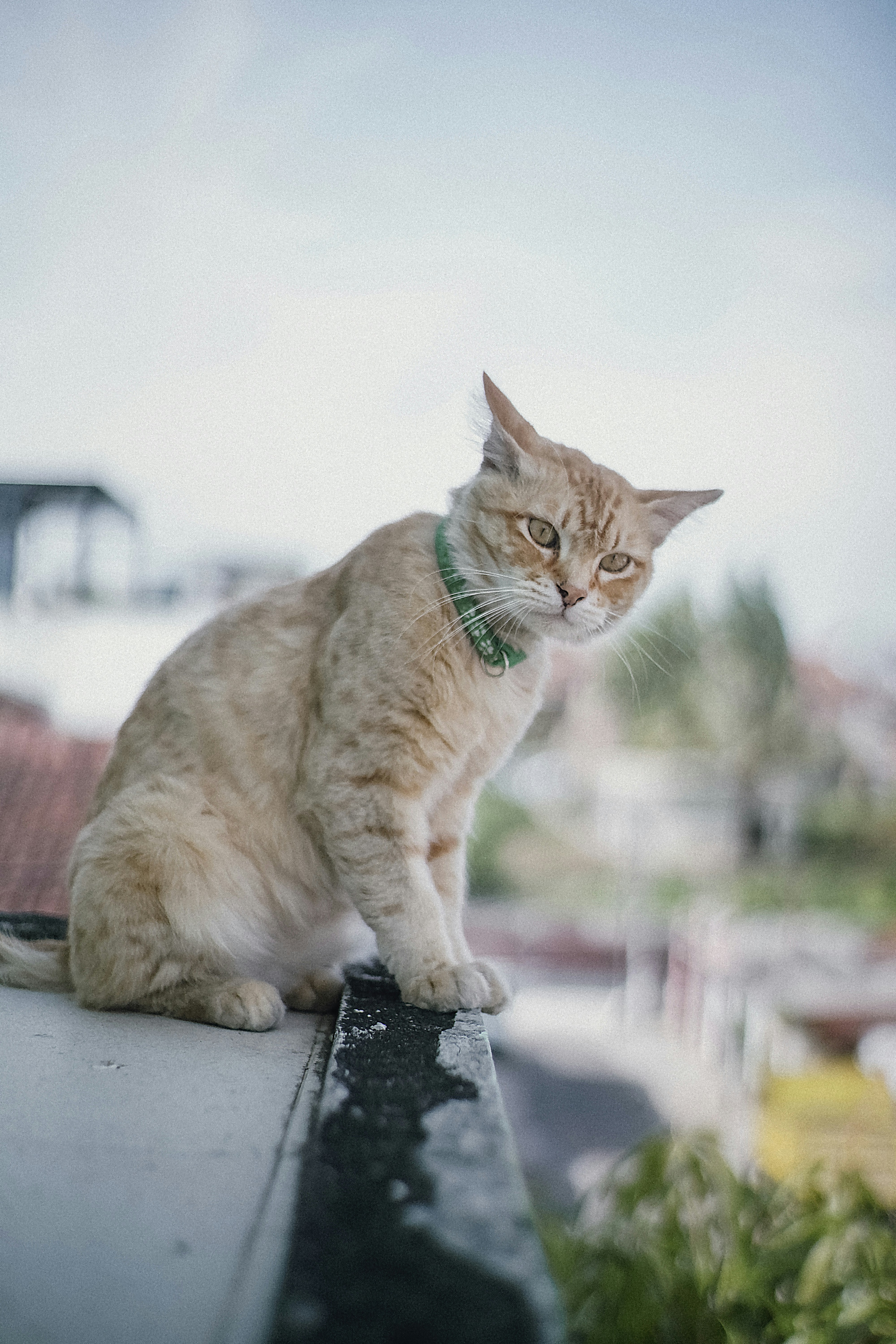 A cat sitting on top of a roof