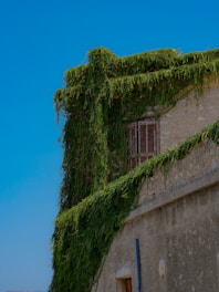 A building with vines growing on the side of it
