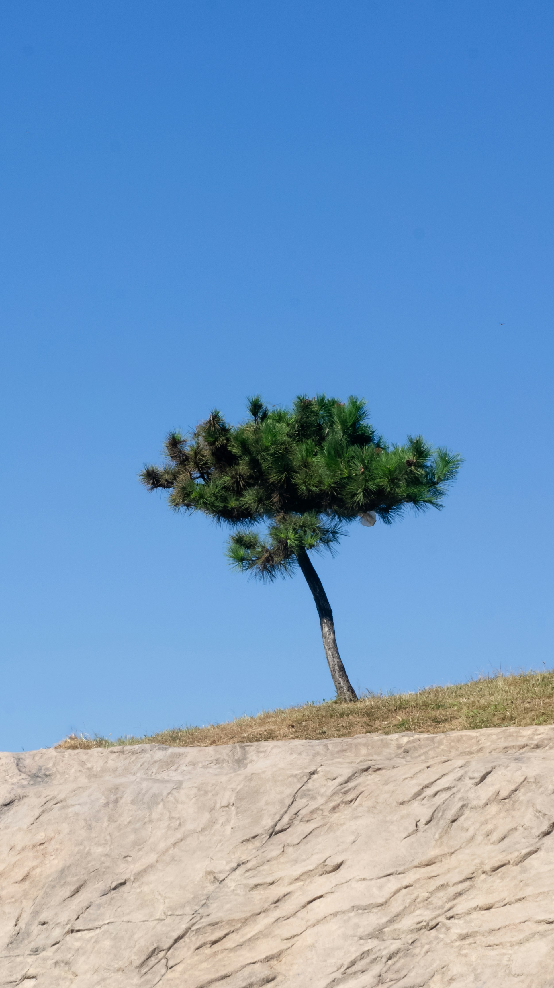Ein einsamer Baum auf einem Hügel