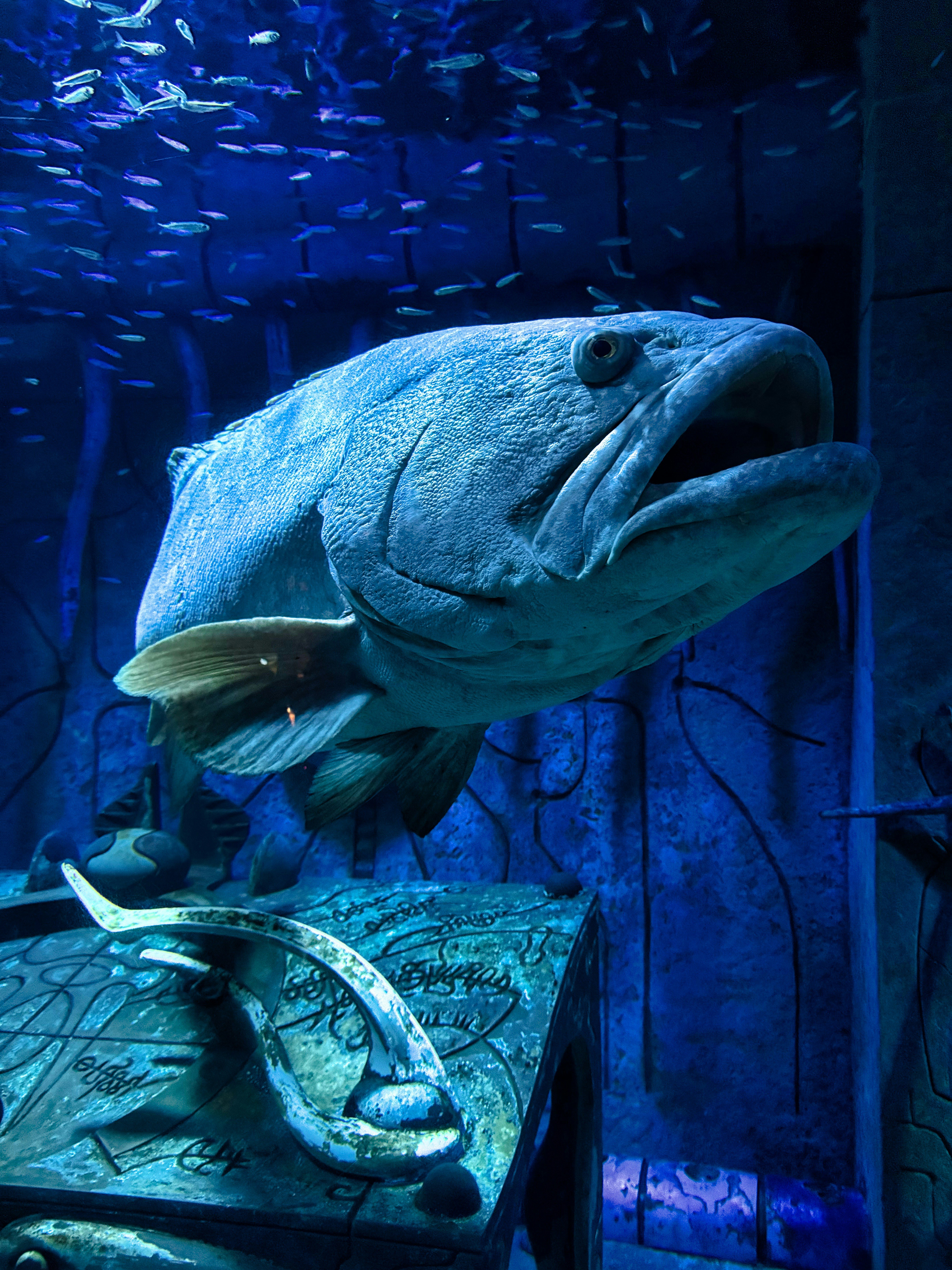 What We Can Learn from Ancient Ocean Giants (image credits: unsplash)