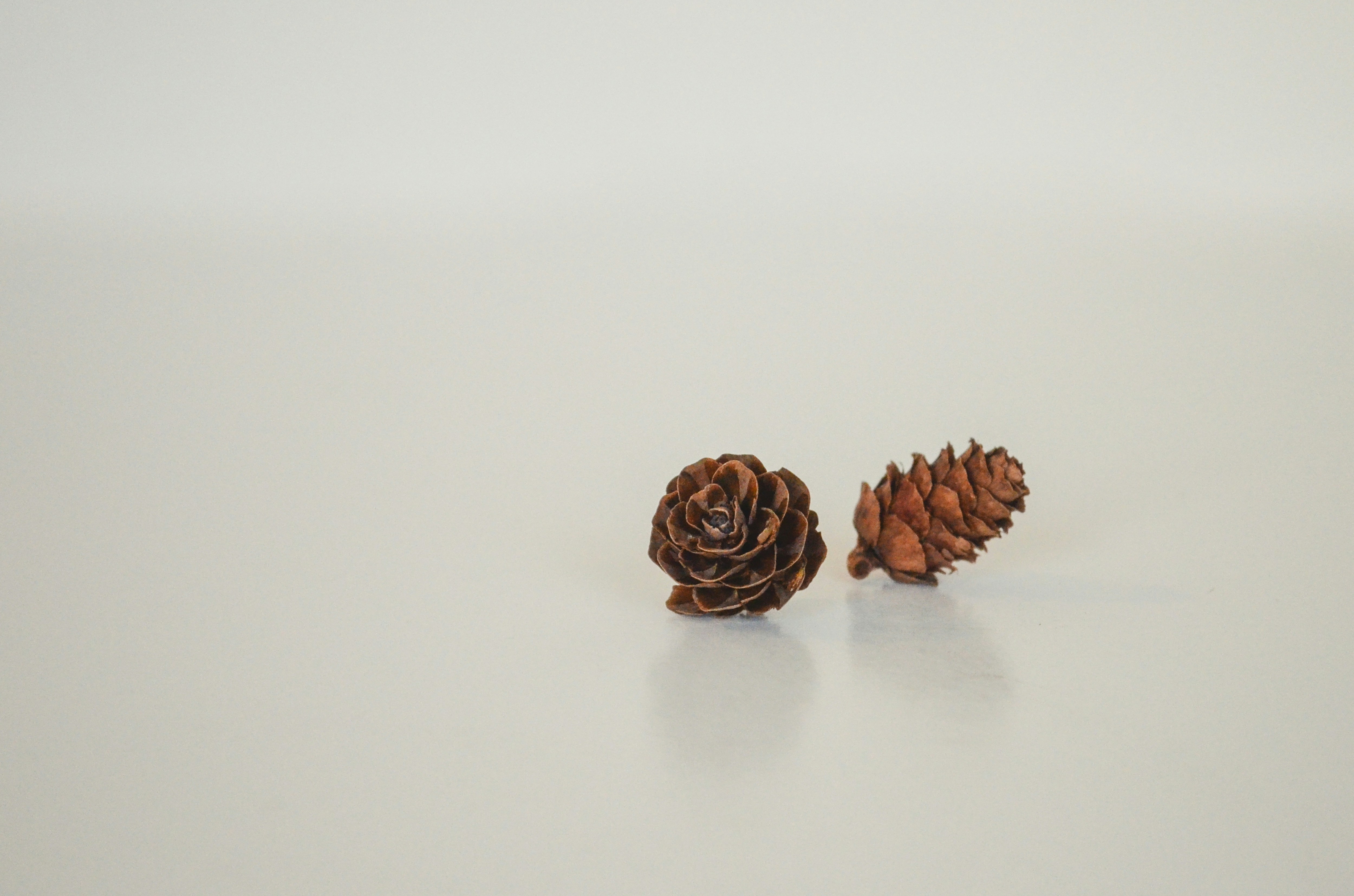 A pair of pine cones sitting on top of a table
