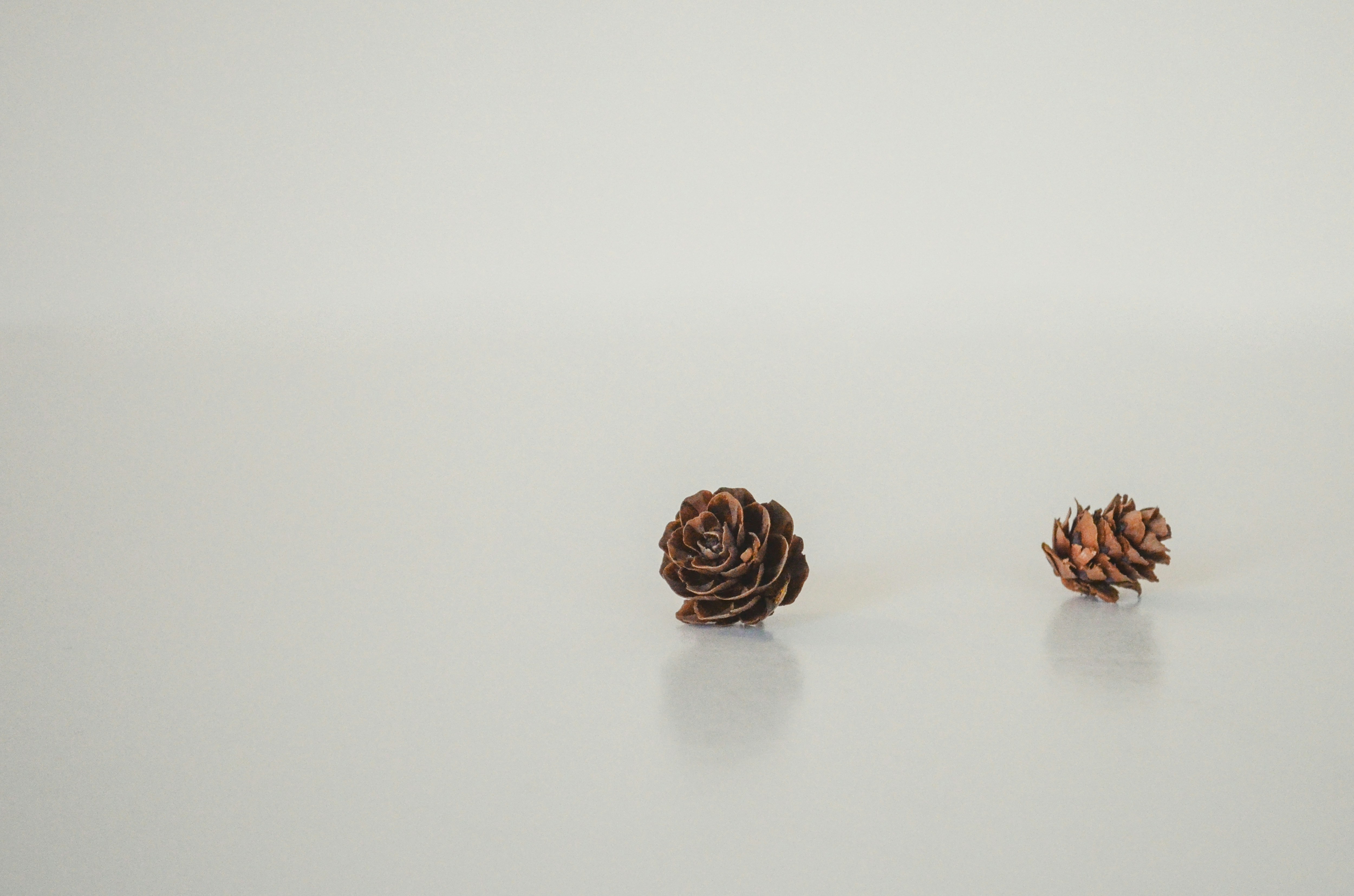 A couple of pine cones sitting on top of a table
