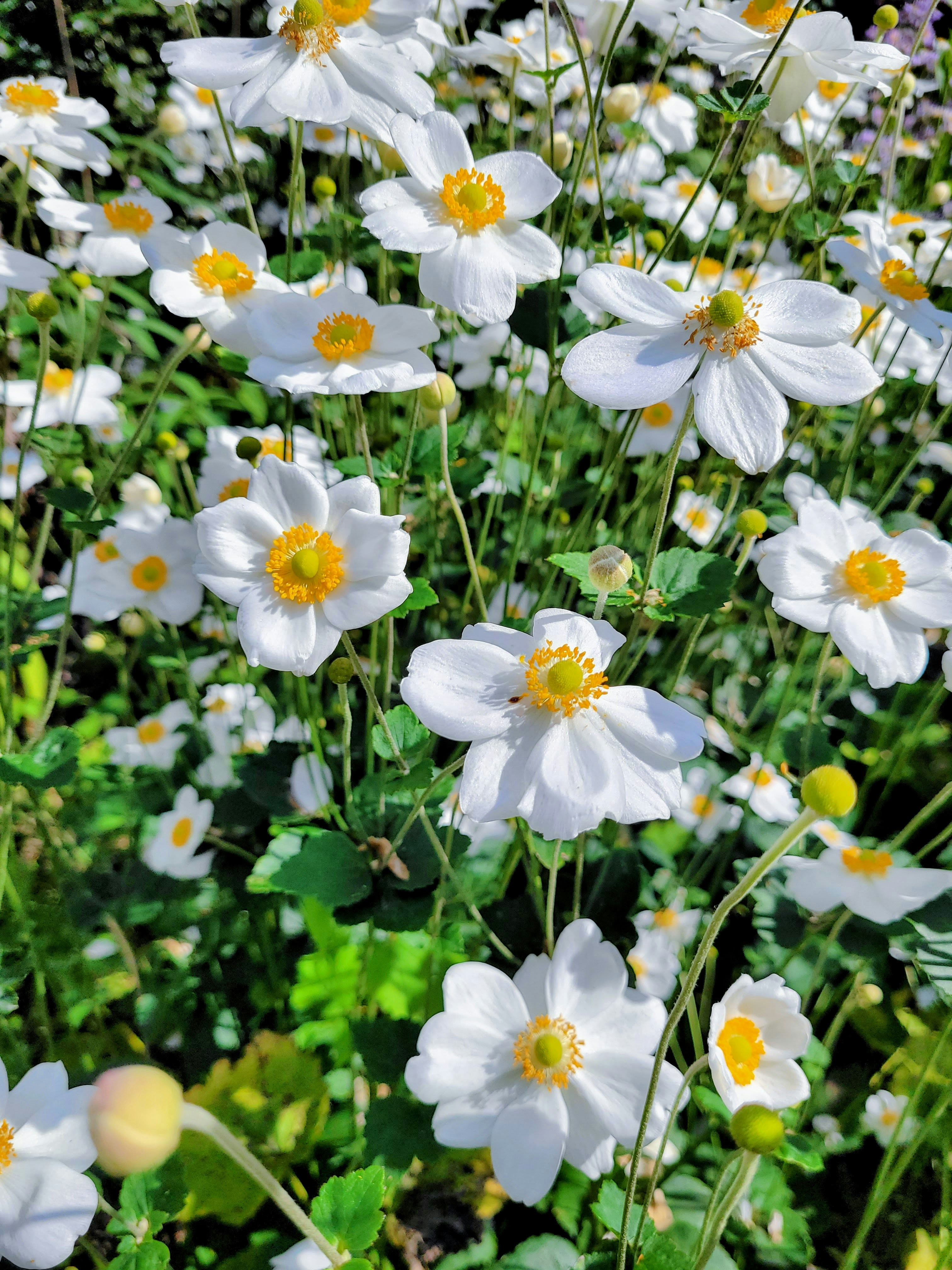A field full of white and yellow flowers
