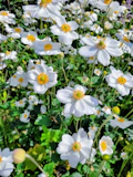 A field full of white and yellow flowers