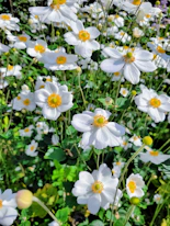 A field full of white and yellow flowers