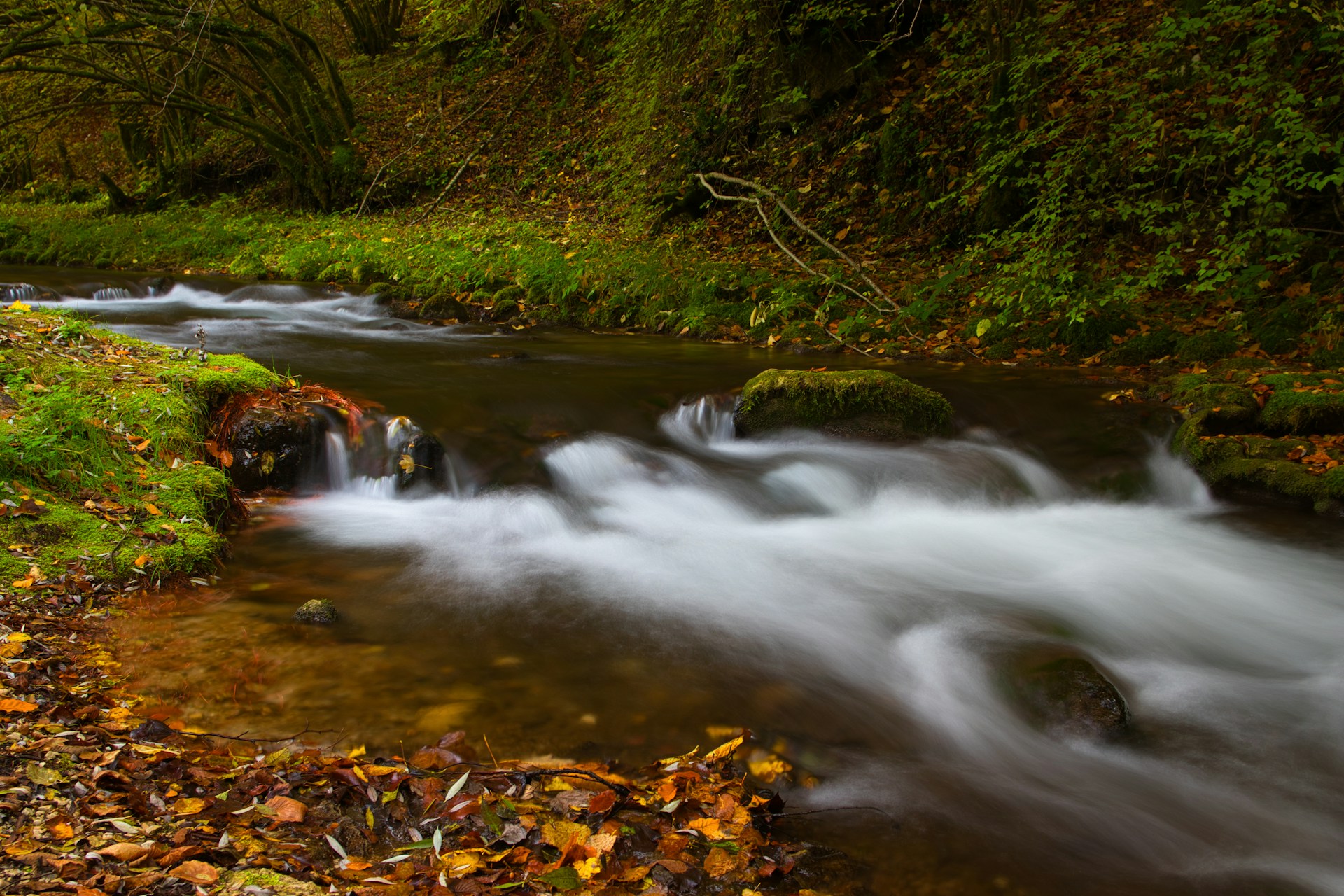 A stream running through a lush green forest