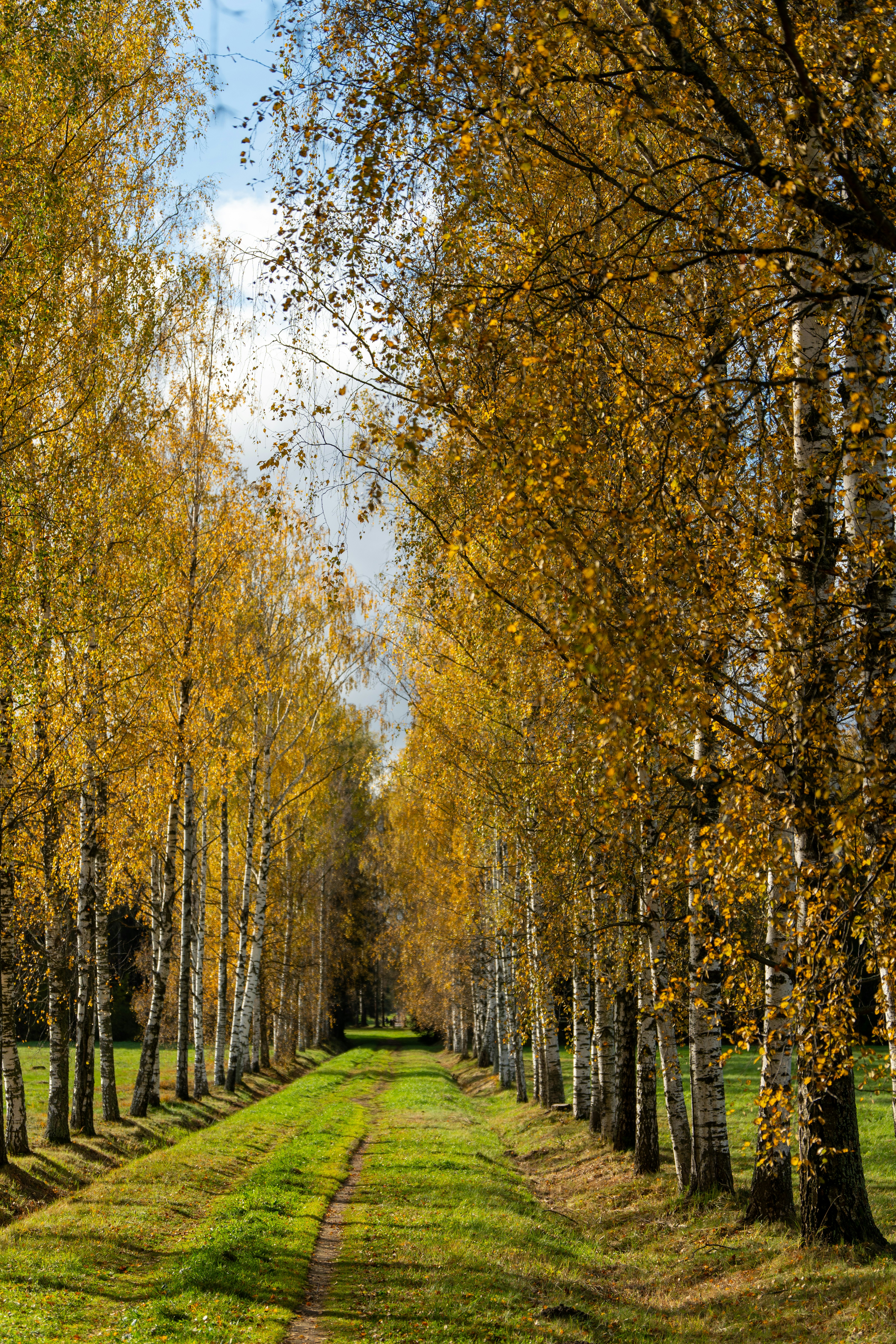 Ein Feldweg, umgeben von Bäumen mit gelben Blättern