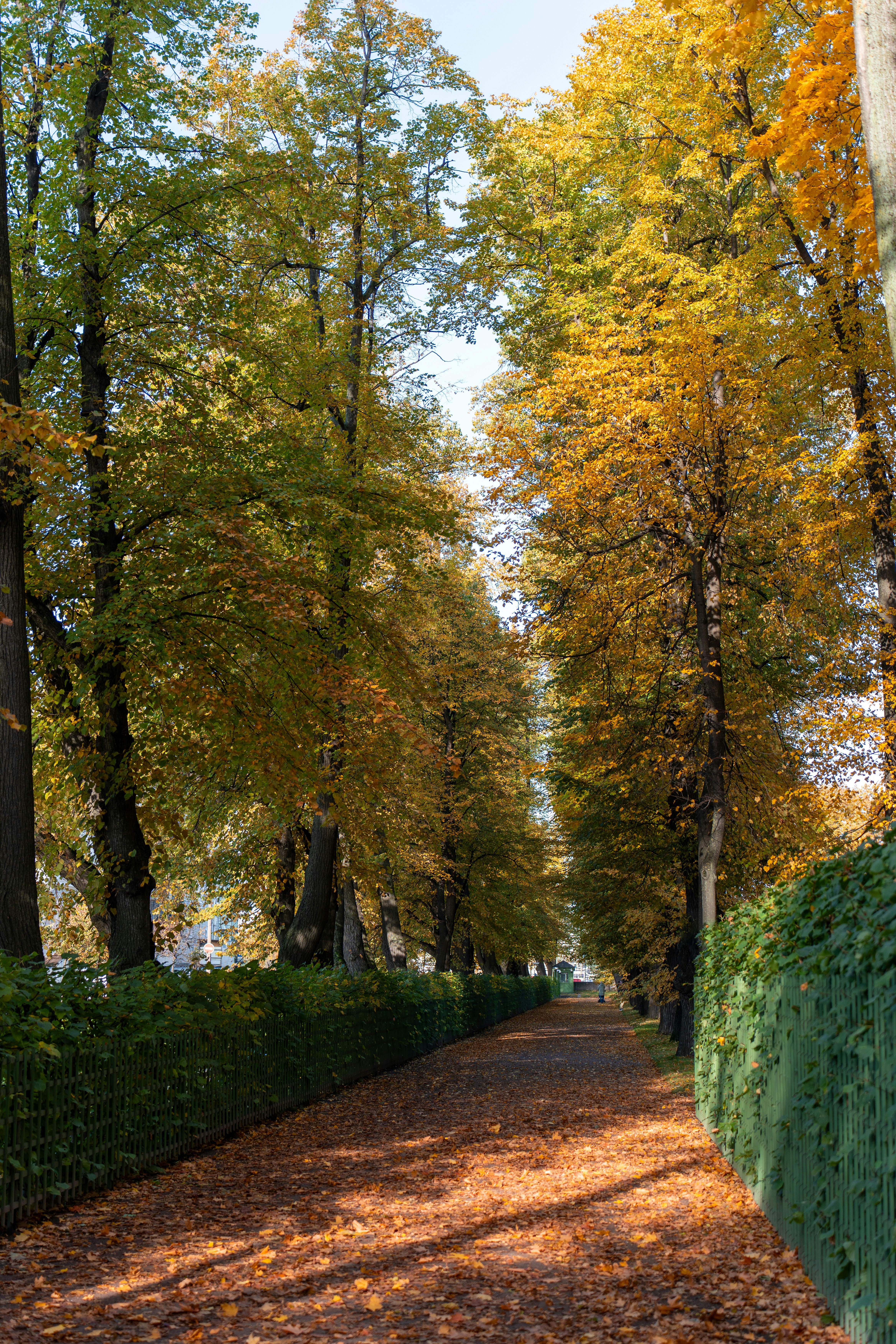Eine laubbewachsene Straße mit Bäumen an den Seiten