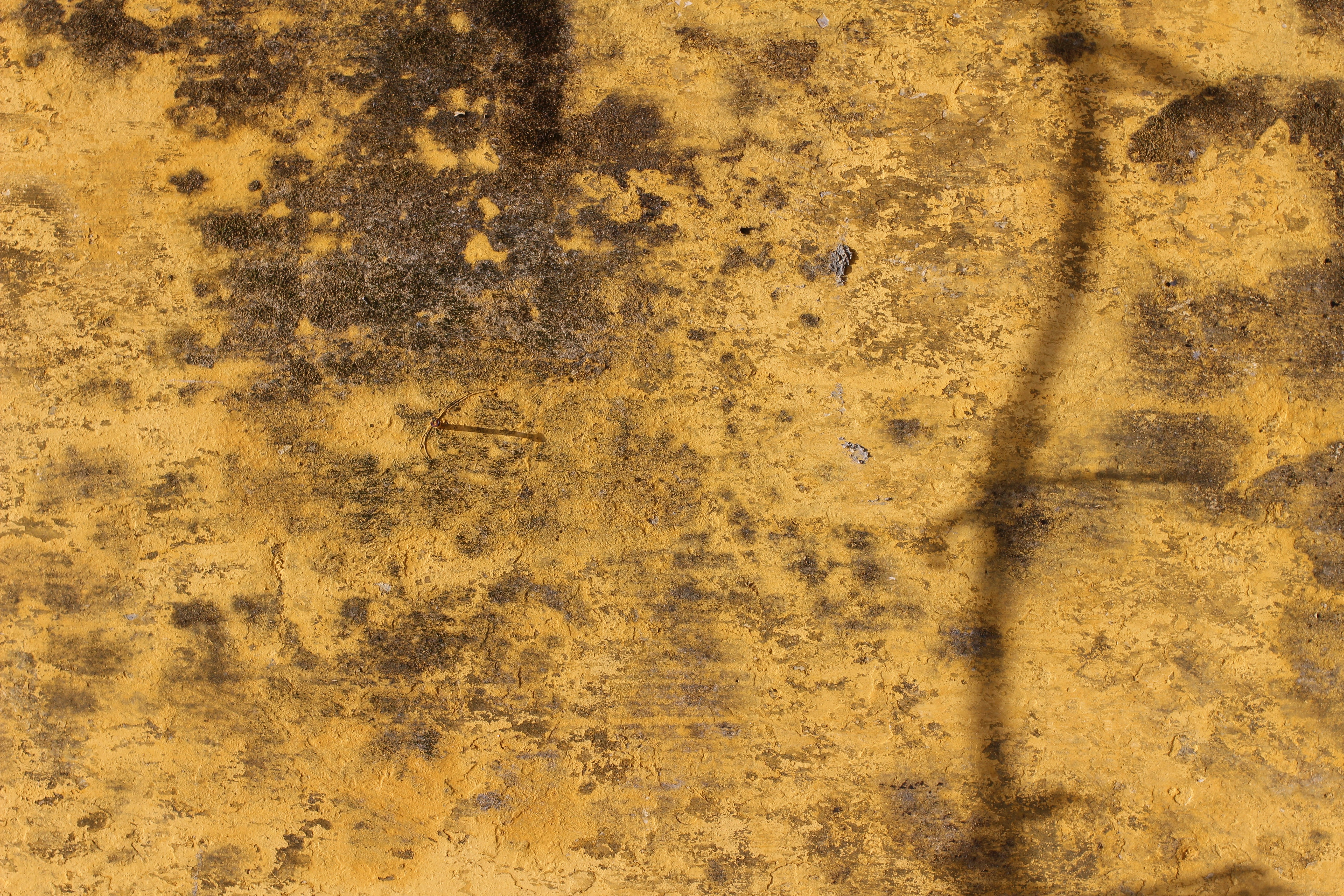 A yellow and brown wall with a plant growing out of it