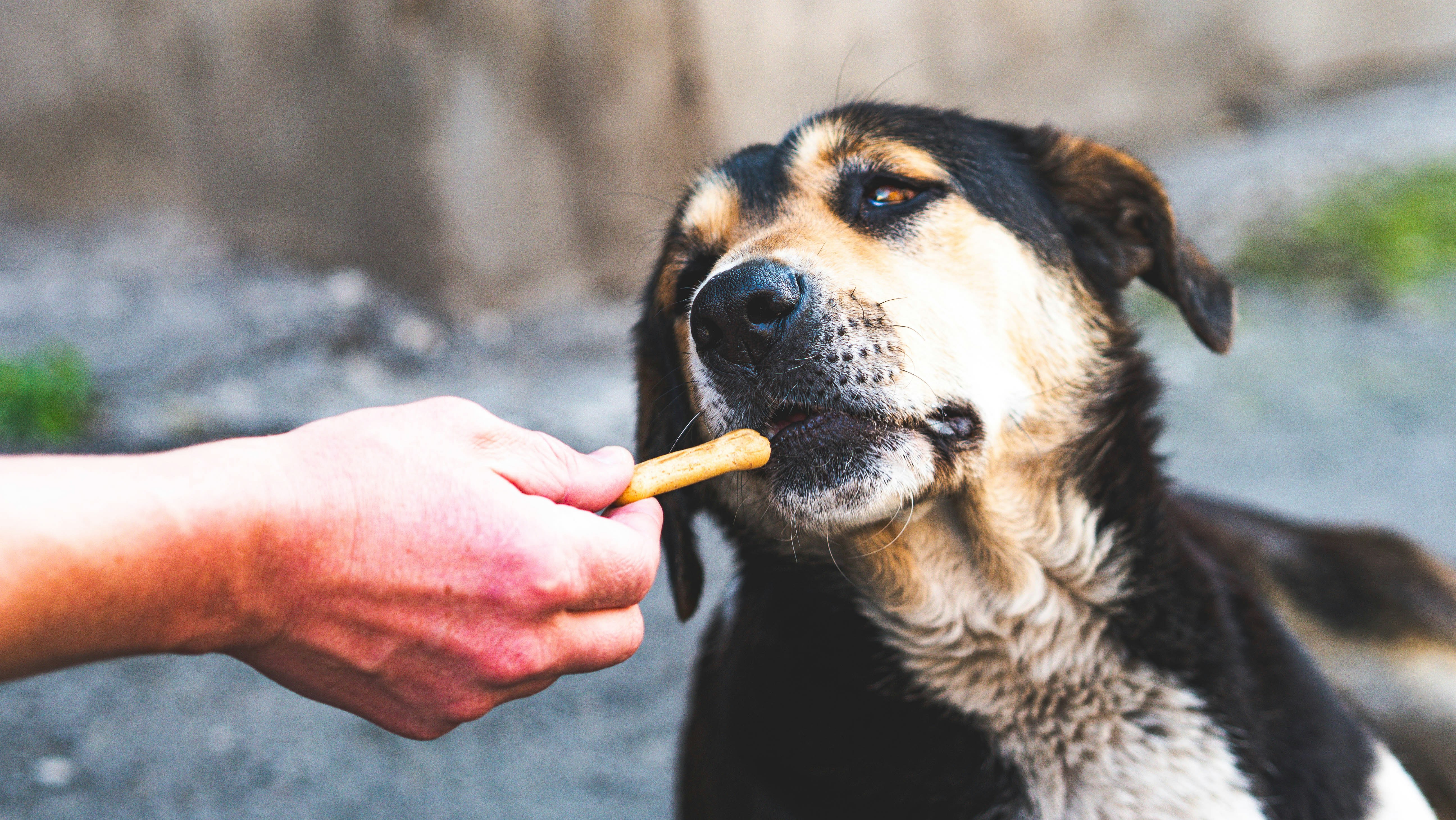 Pet owner giving supplement to dog
