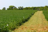 A large field of green grass with trees in the background