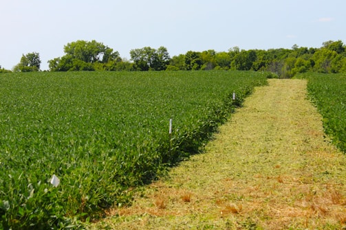 A large field of green grass with trees in the background