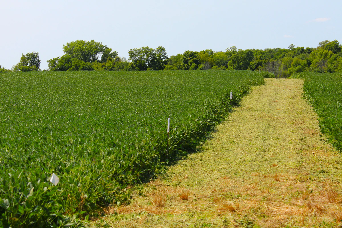 Soybean Farming India MP Maharashtra Guide