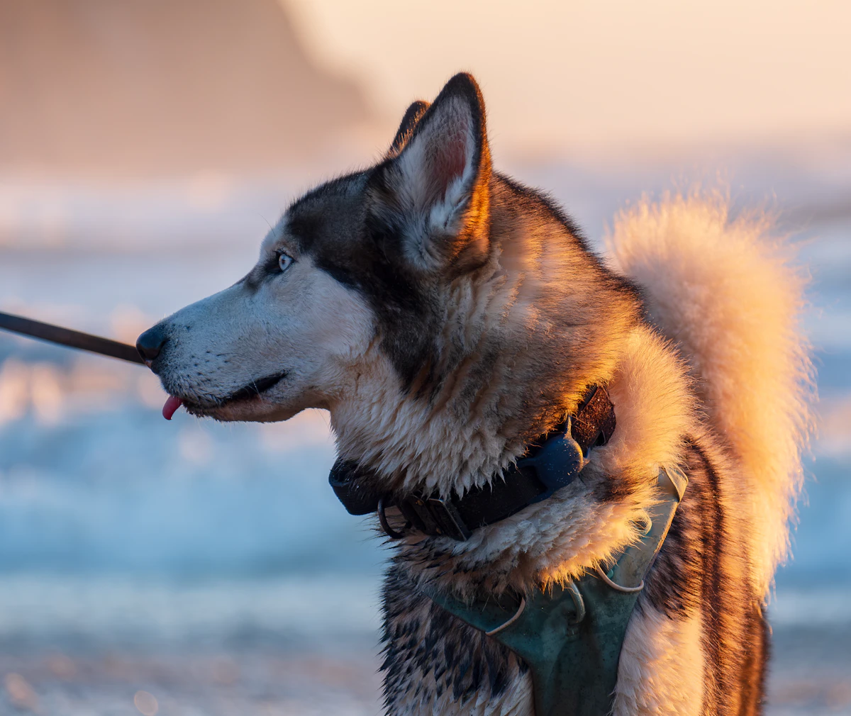 An off-duty husky carries a stick across a beach, a working dog simply being a dog