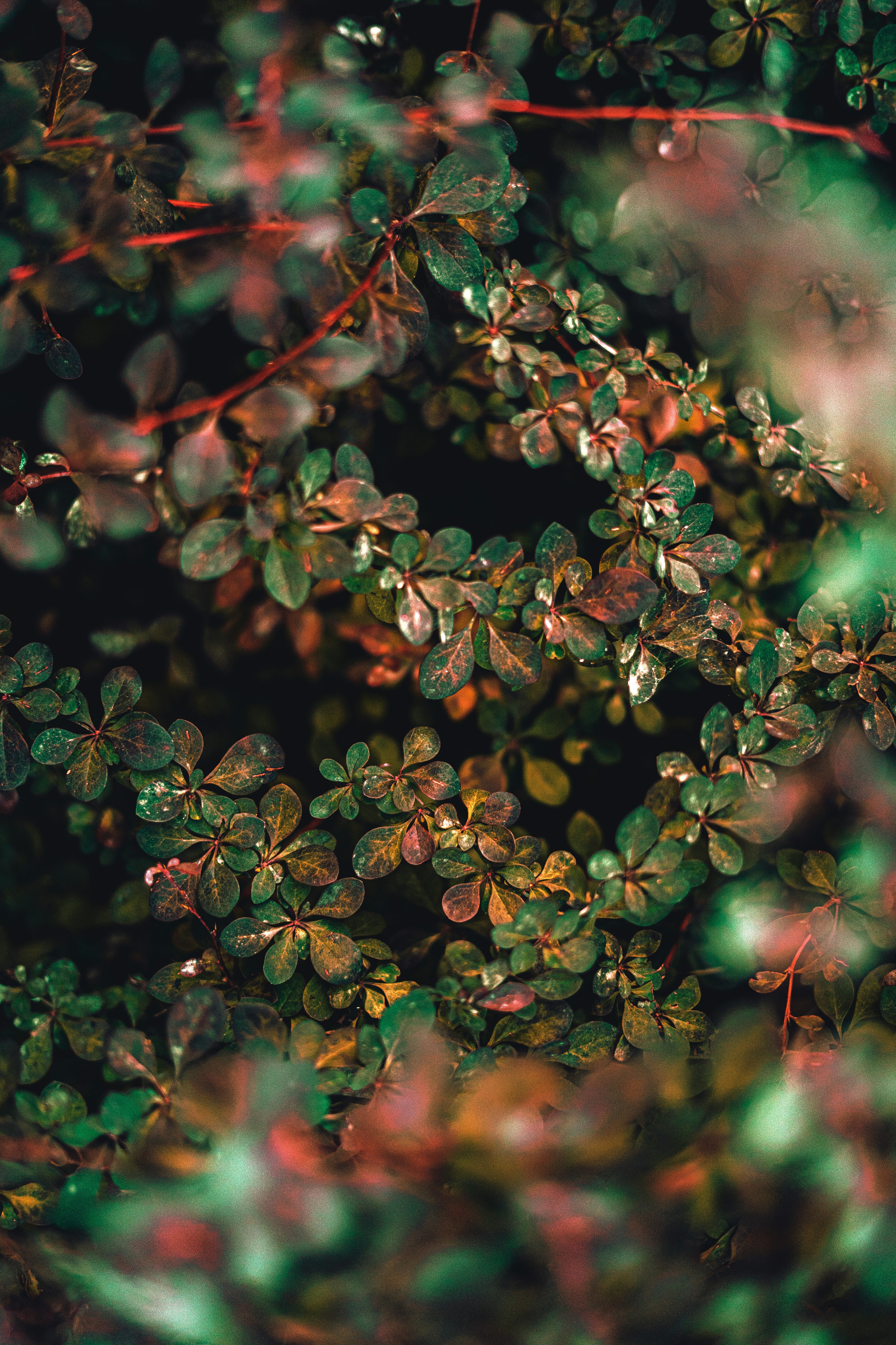 A close up of a bunch of leaves with drops of water on them