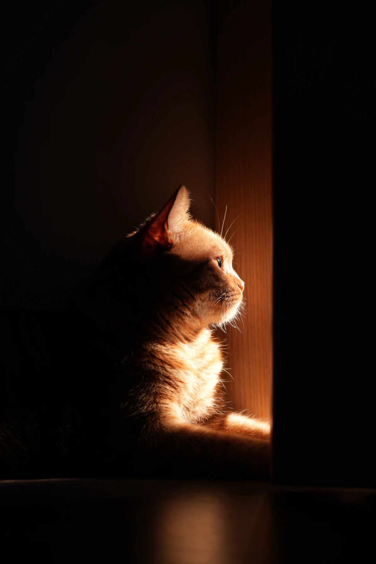 Gato sentado en la oscuridad mirando por la ventana