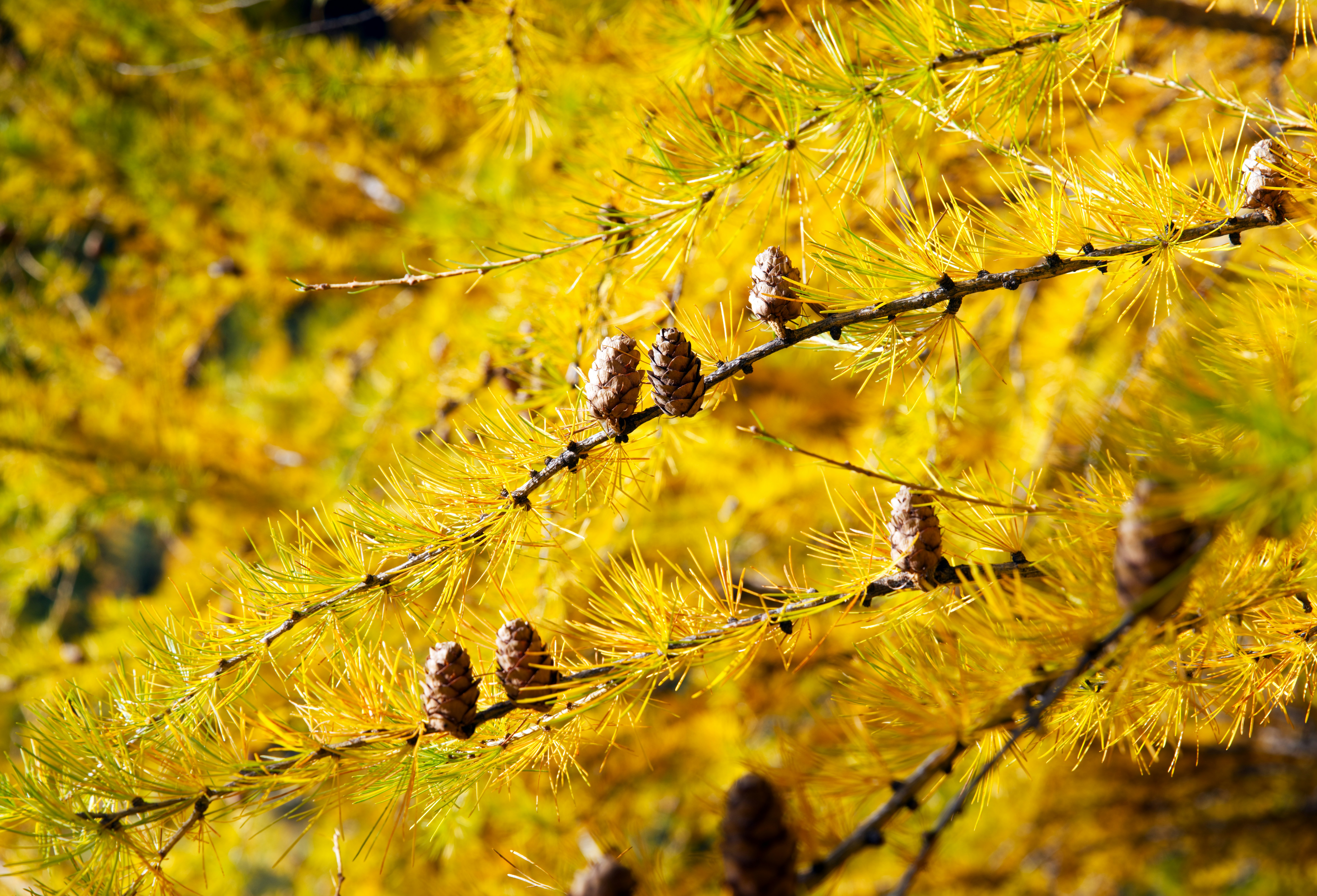 A close up of a pine tree with yellow leaves