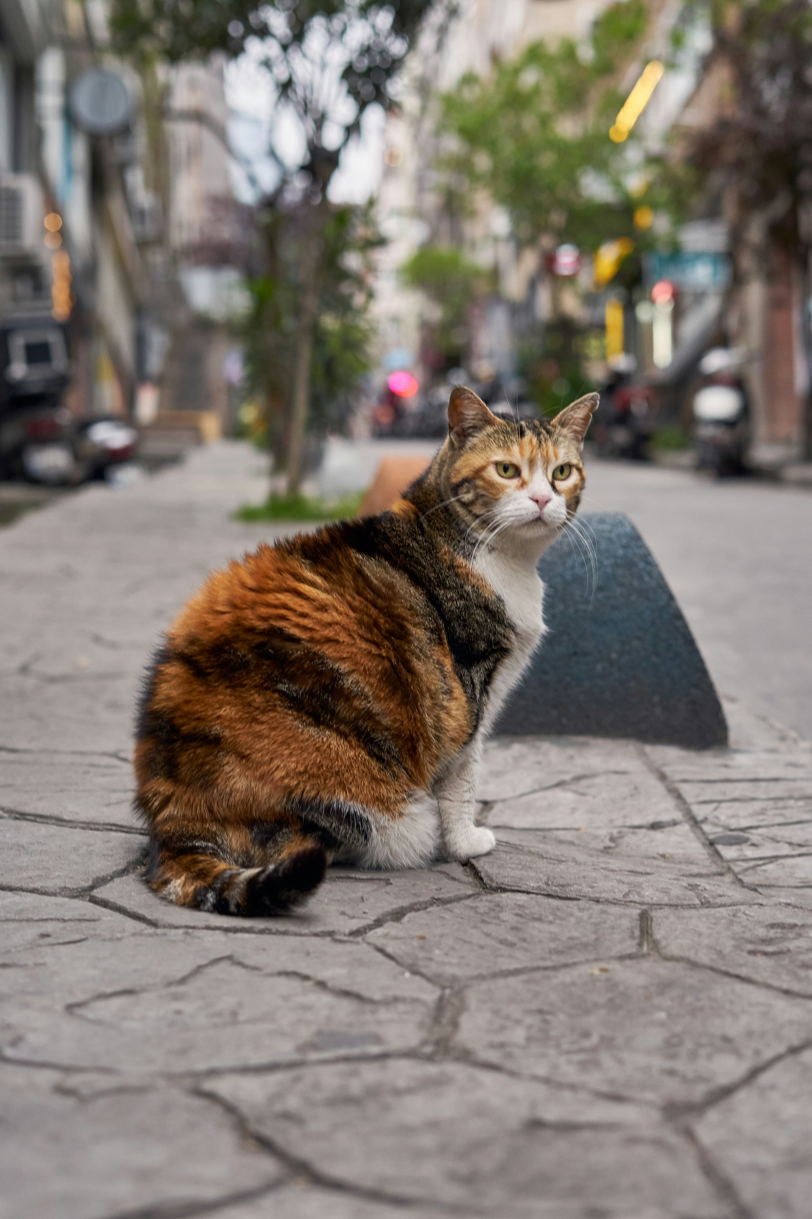 A cat is sitting on a cobblestone street