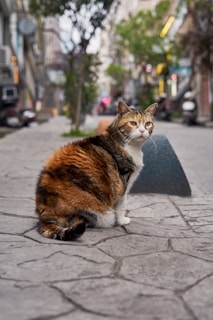 A cat is sitting on a cobblestone street