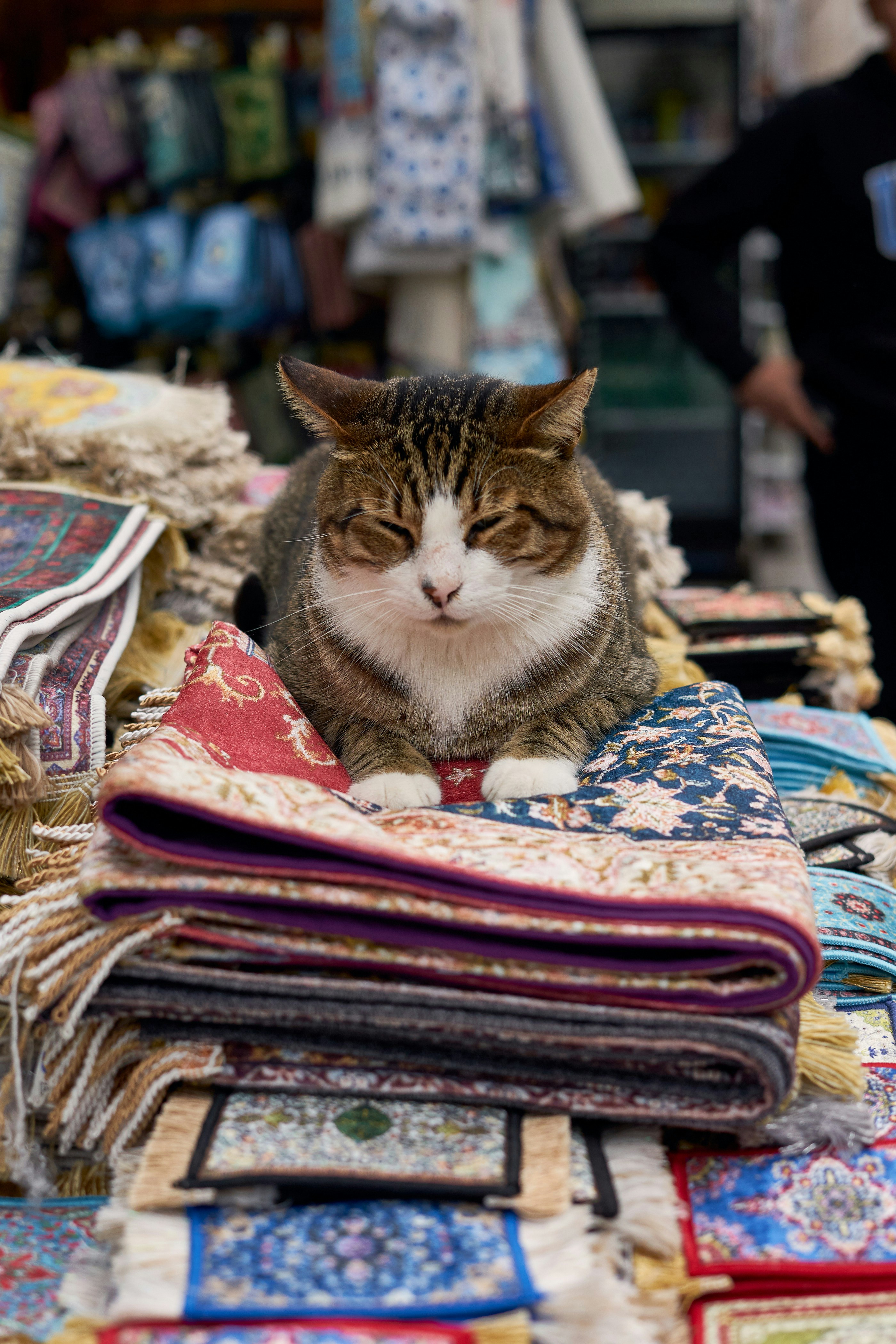 A cat sitting on top of a pile of cloth