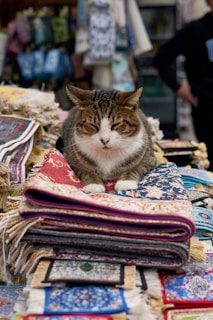 A cat sitting on top of a pile of cloth