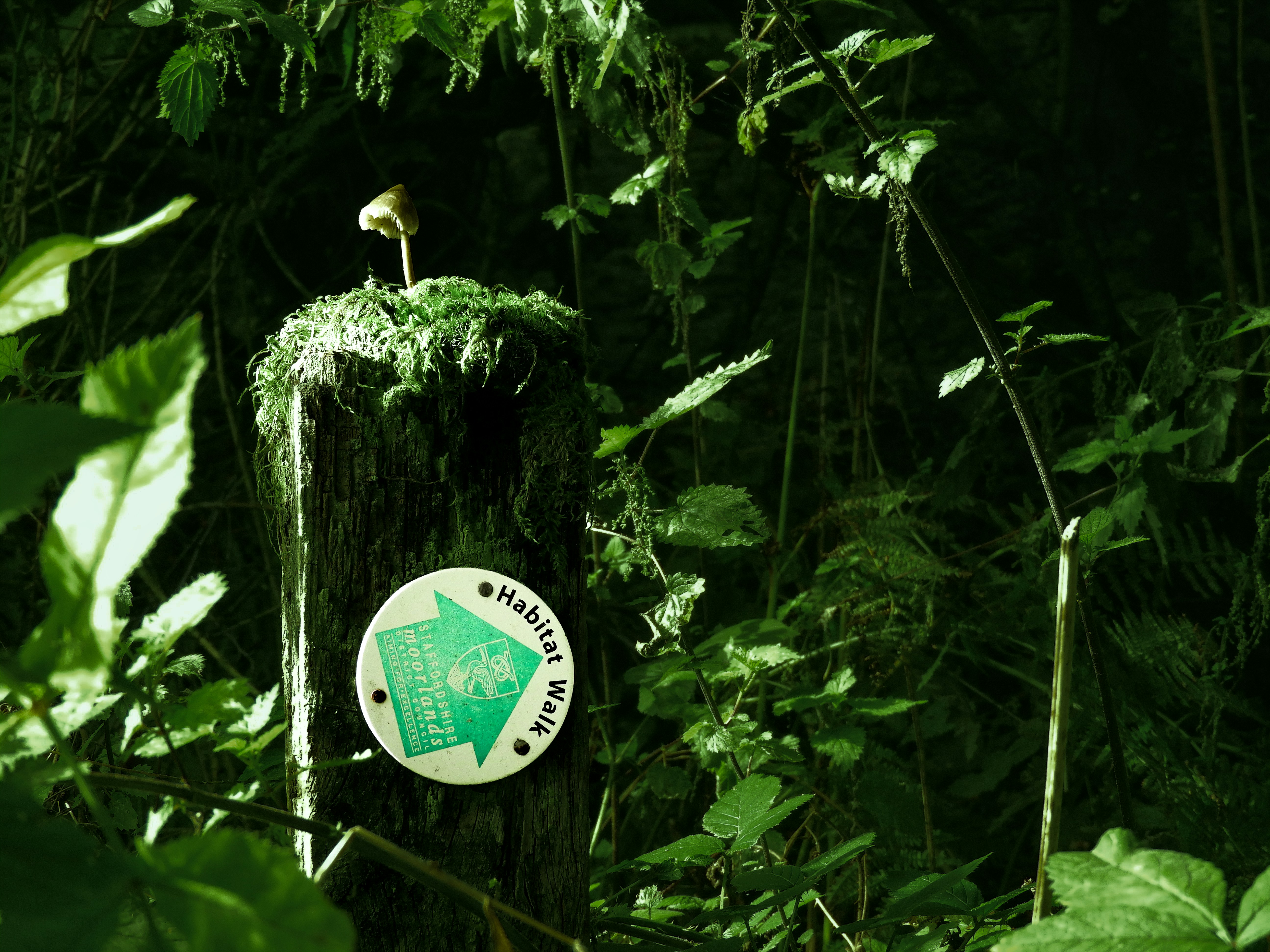 A sign in the middle of a forest