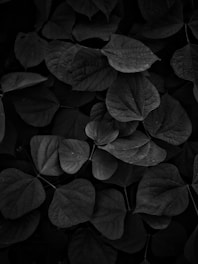 A black and white photo of leaves