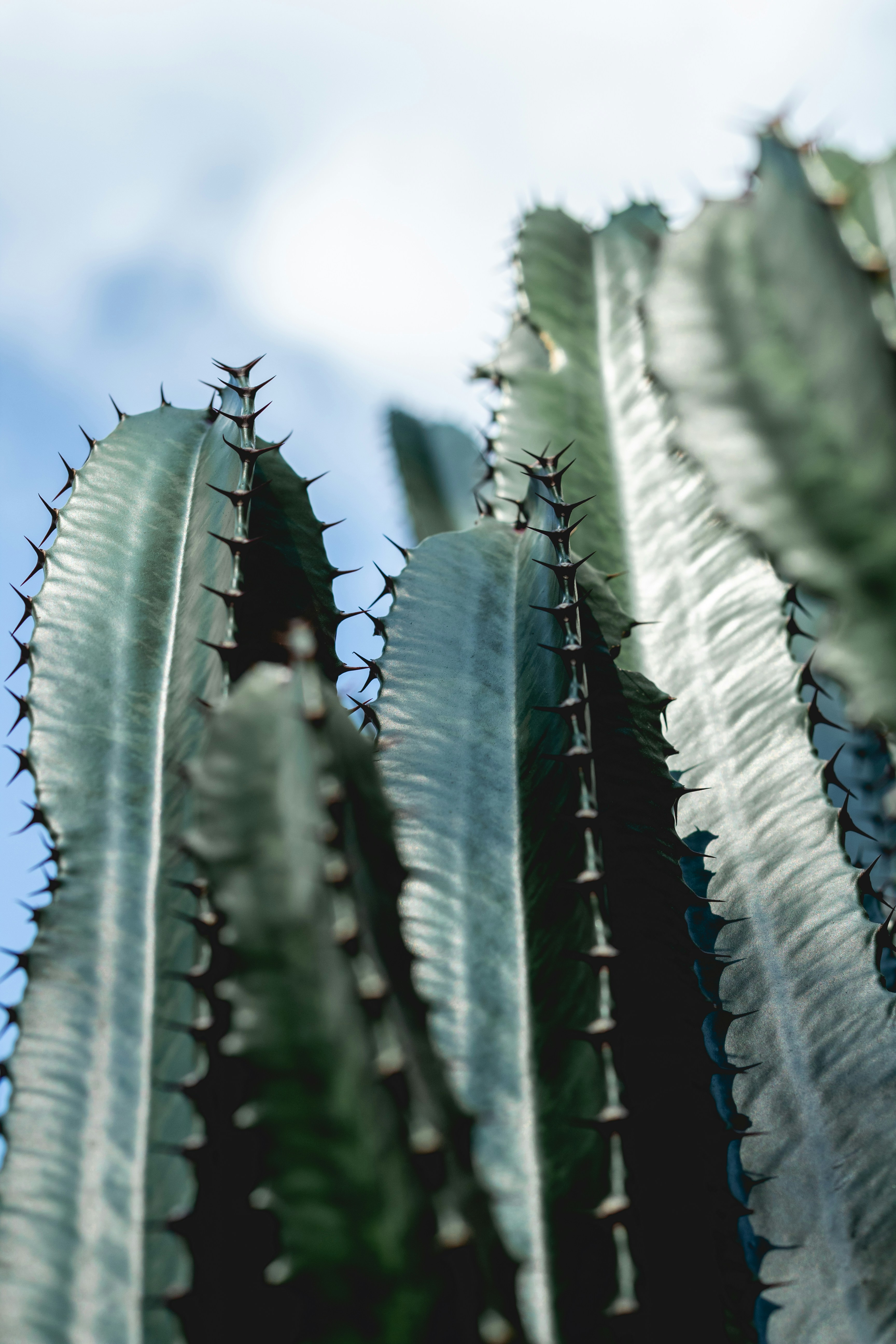A close up of a cactus plant with sky in the background