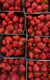 A bunch of baskets filled with lots of ripe strawberries