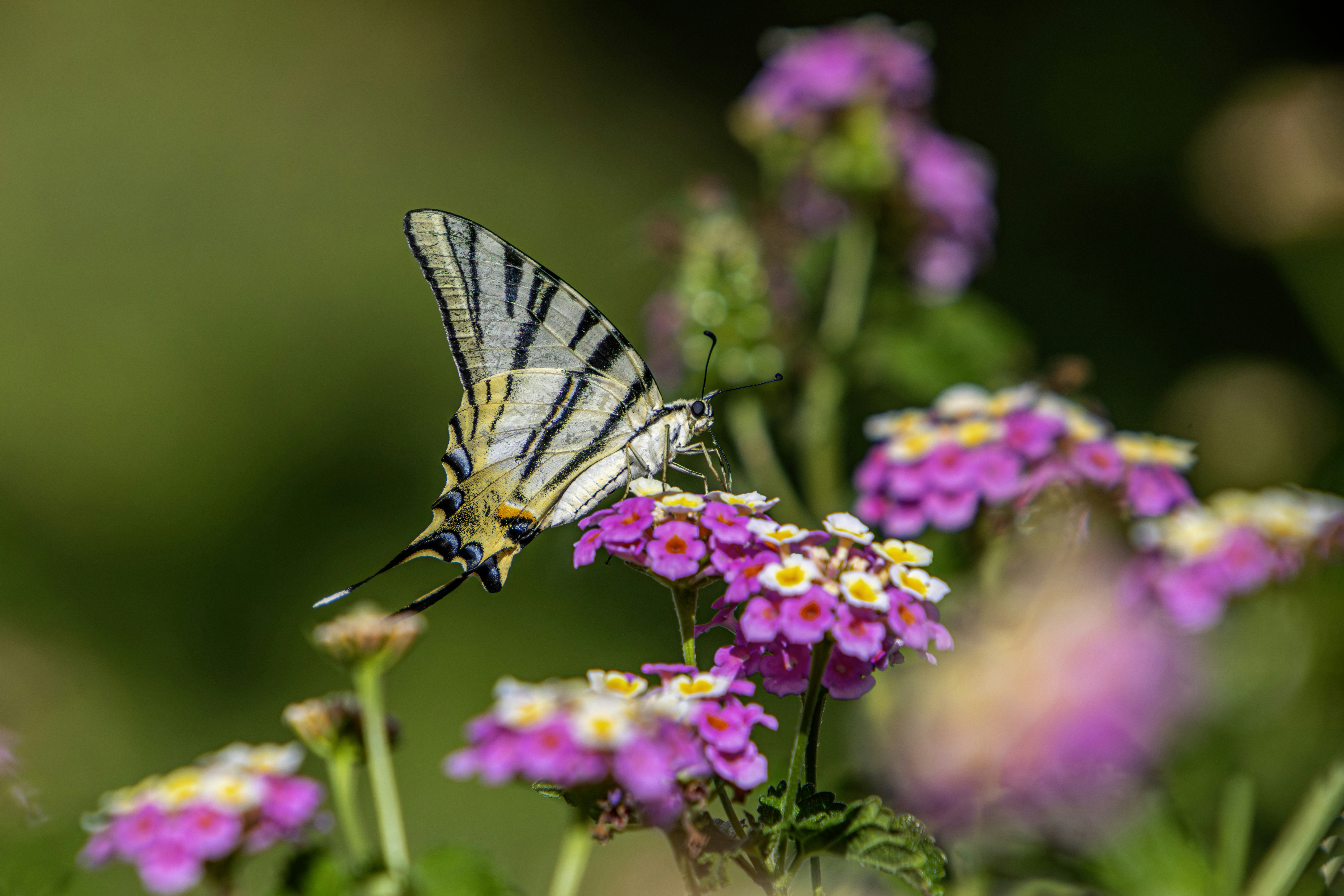 Photo by erik_karits