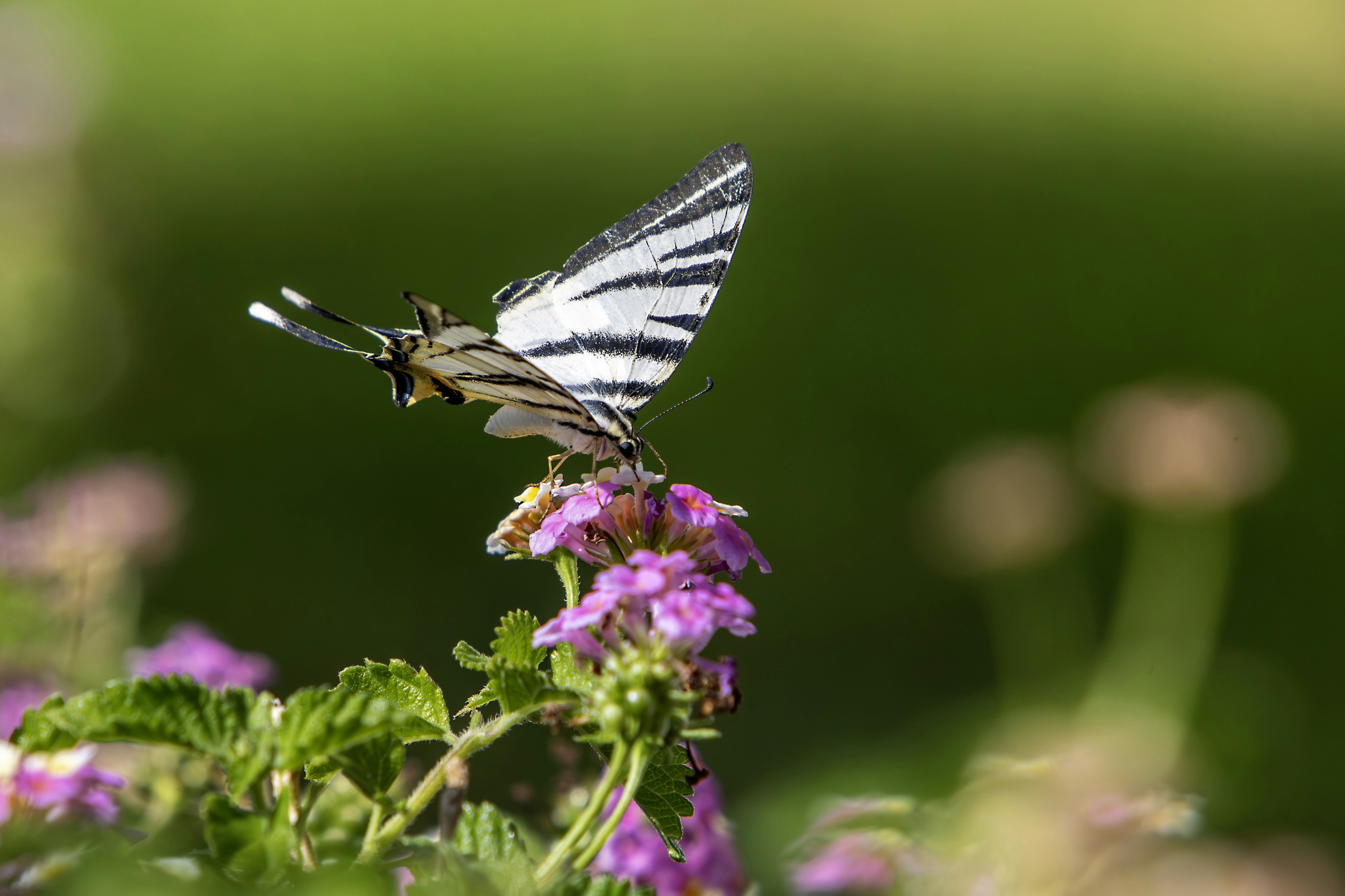 Photo by erik_karits