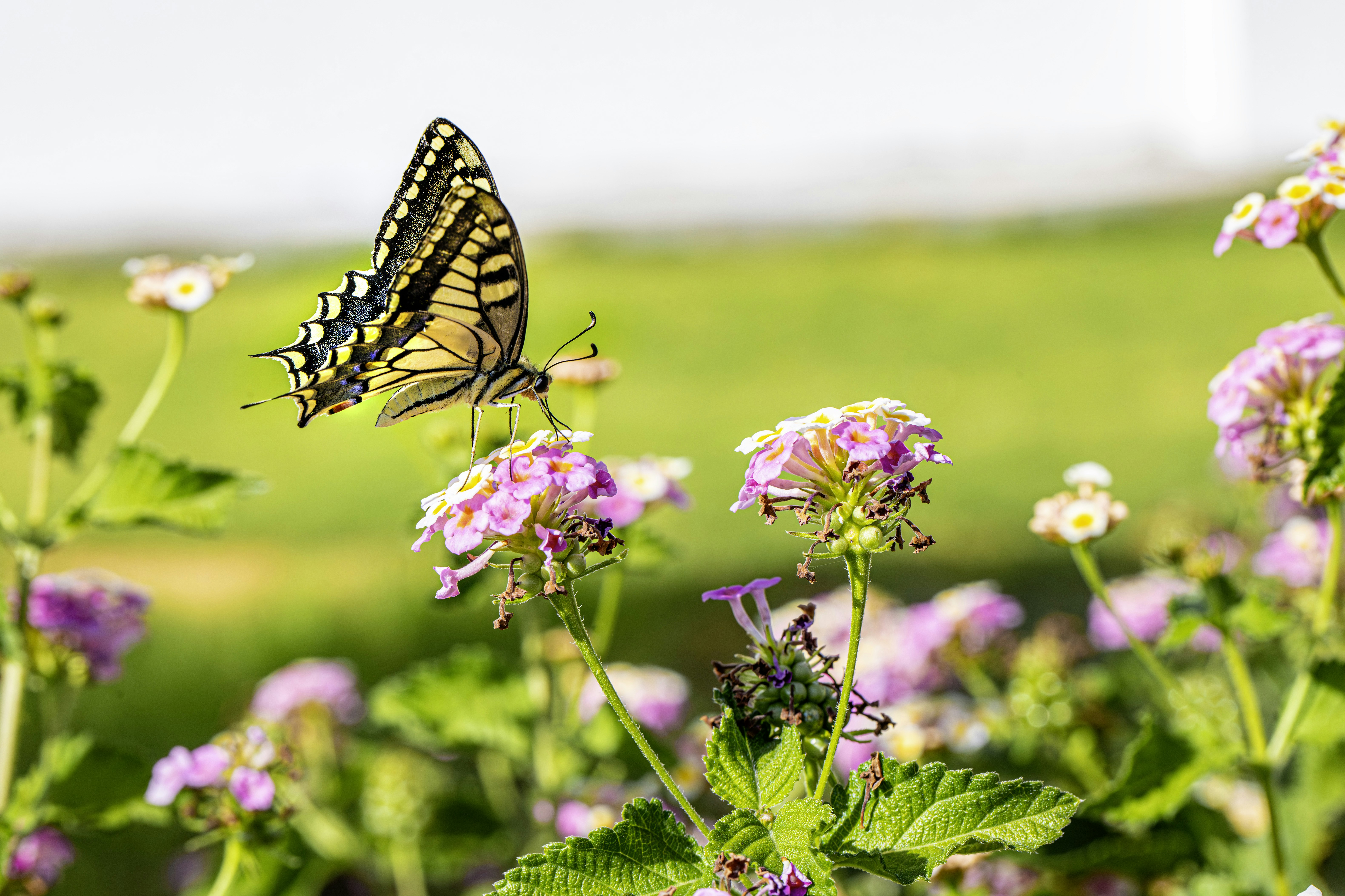 Photo by erik_karits