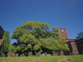 A tree in a grassy field in front of a building