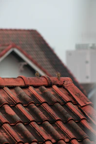 A bird sitting on top of a red tiled roof