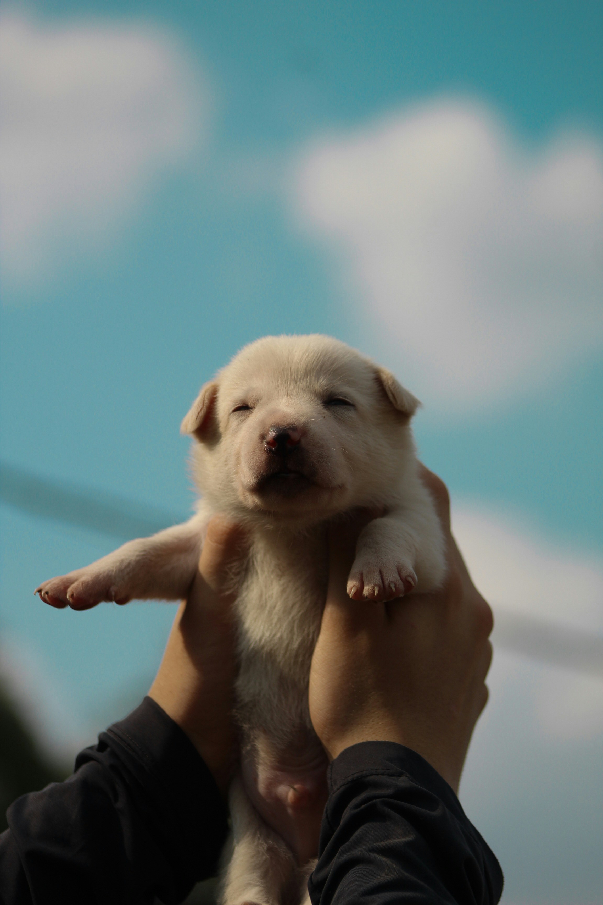 A person holding a puppy up in the air