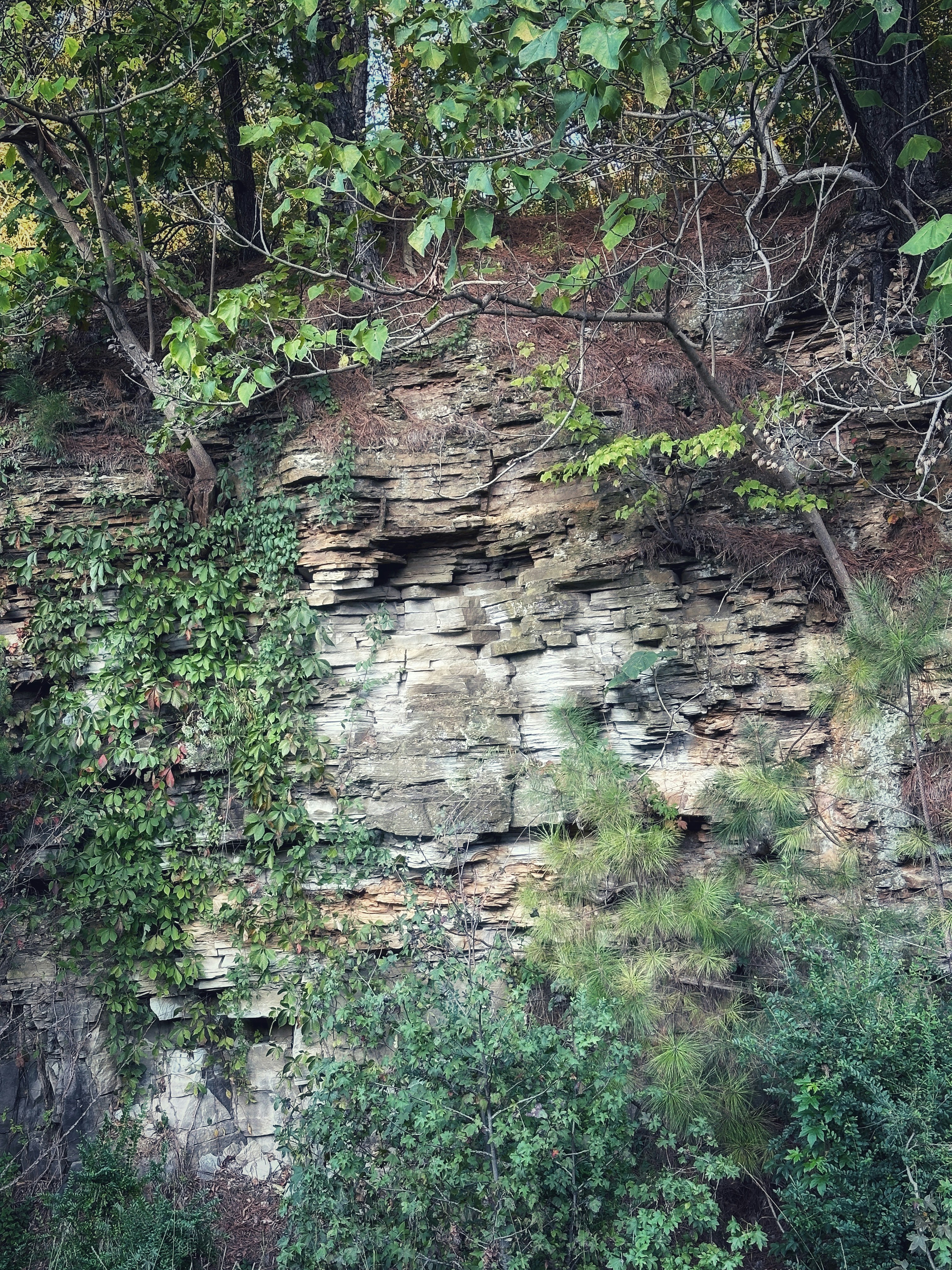 A large rock face surrounded by trees and bushes
