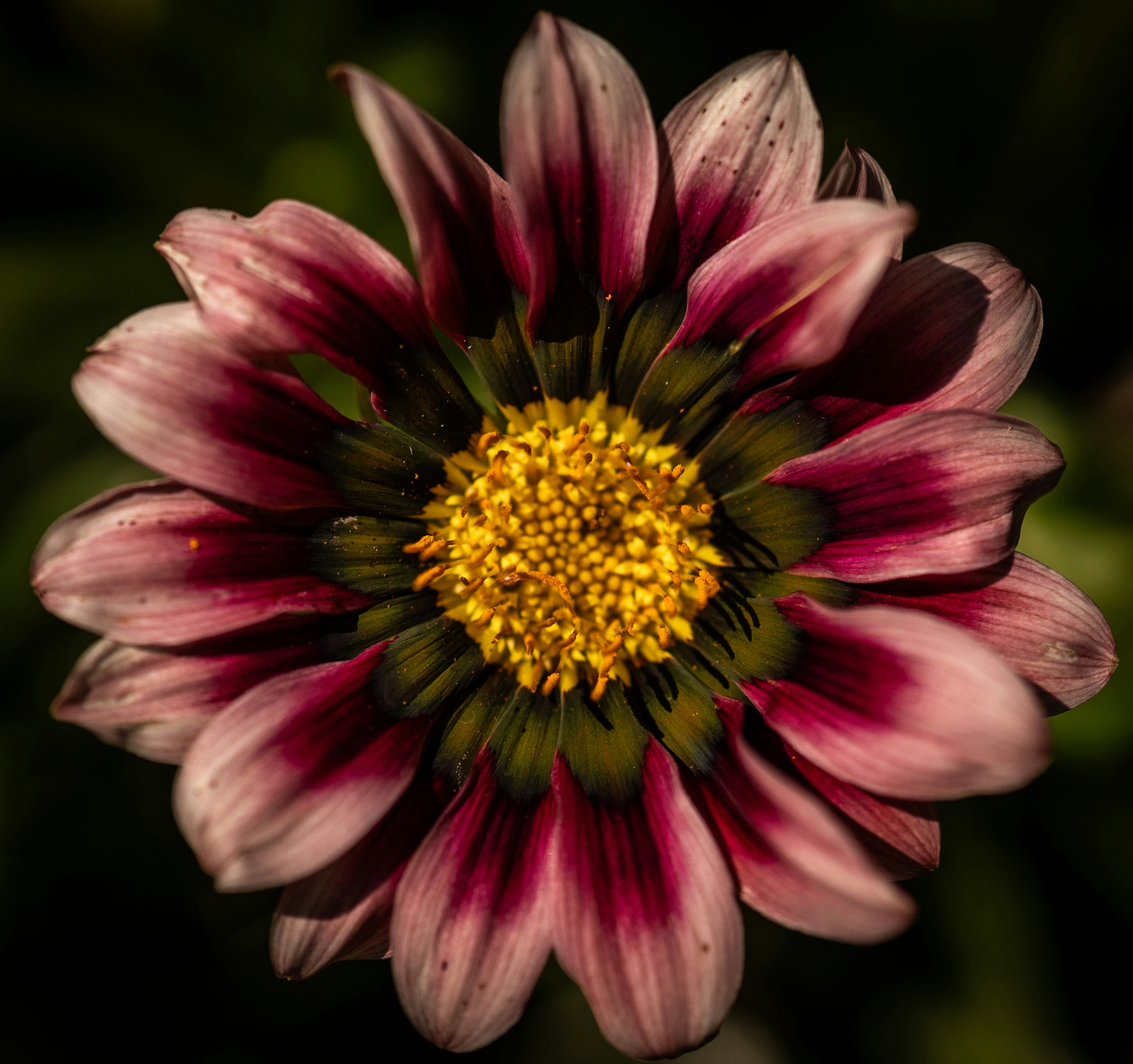 Un primer plano de una flor con un fondo borroso