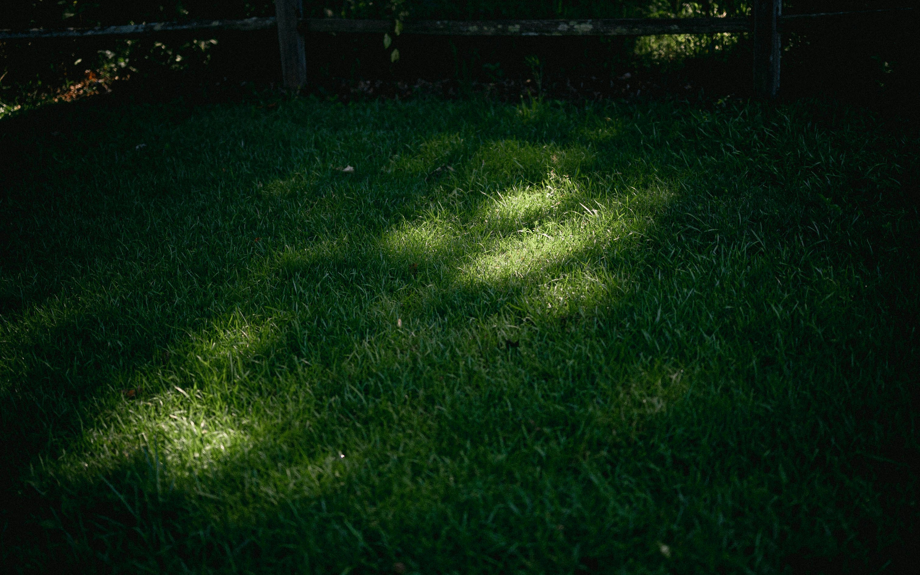 The shadow of a tree on the grass